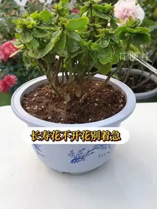 长寿花不开花咋办图片