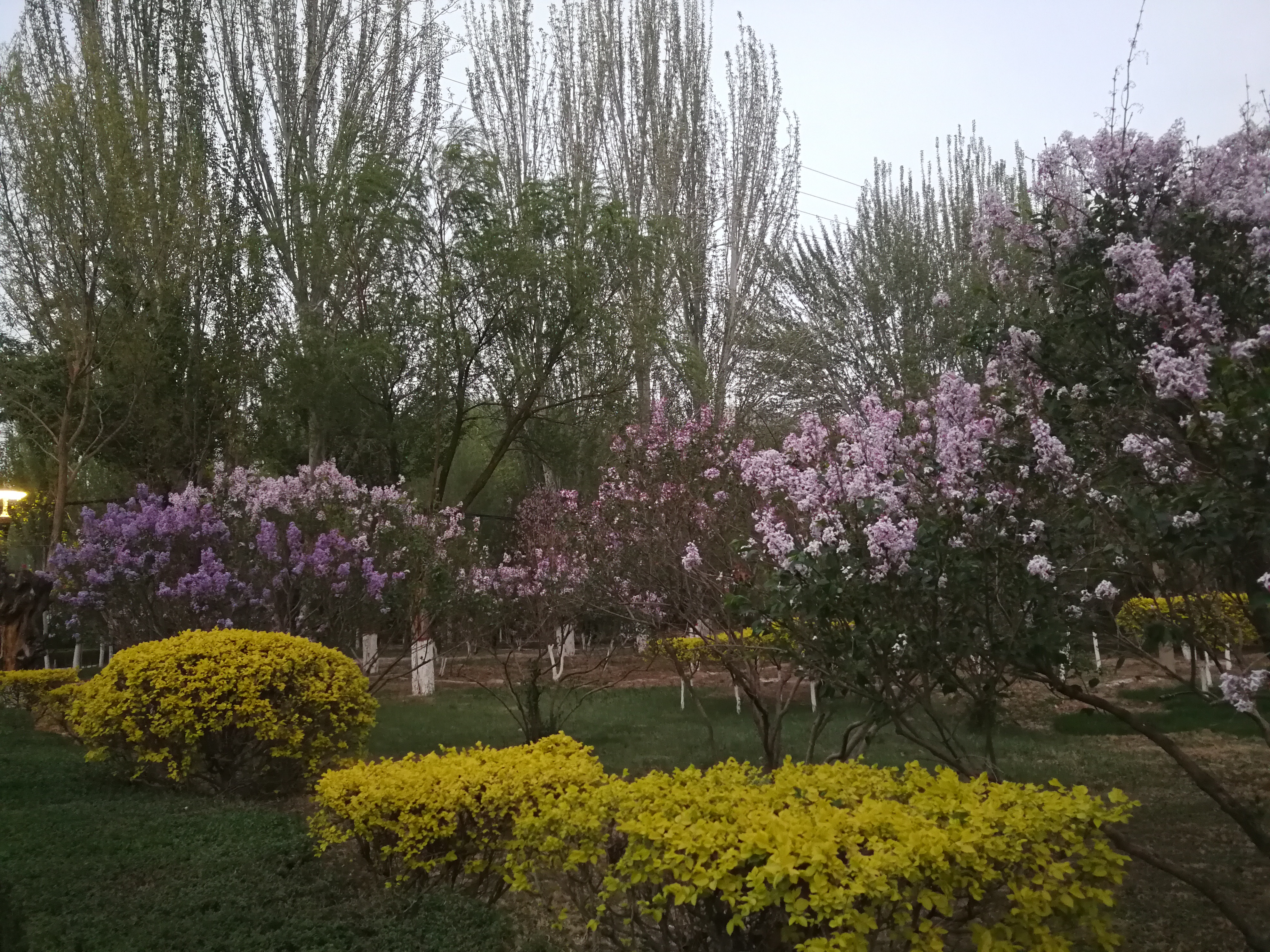 春风一笑花千树图片