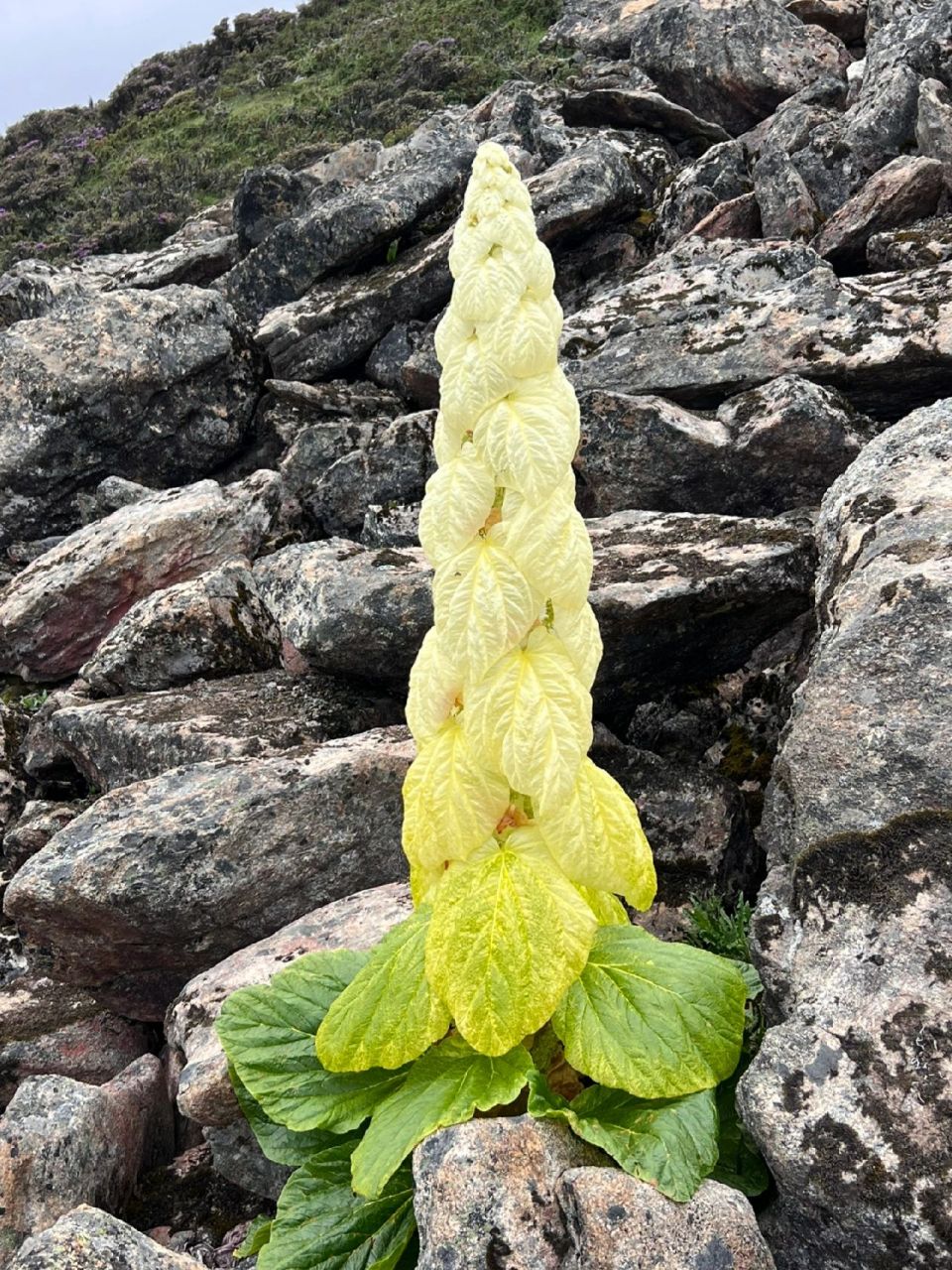 5年开一次花,- - -生只开一次花.  塔黄,平均35.