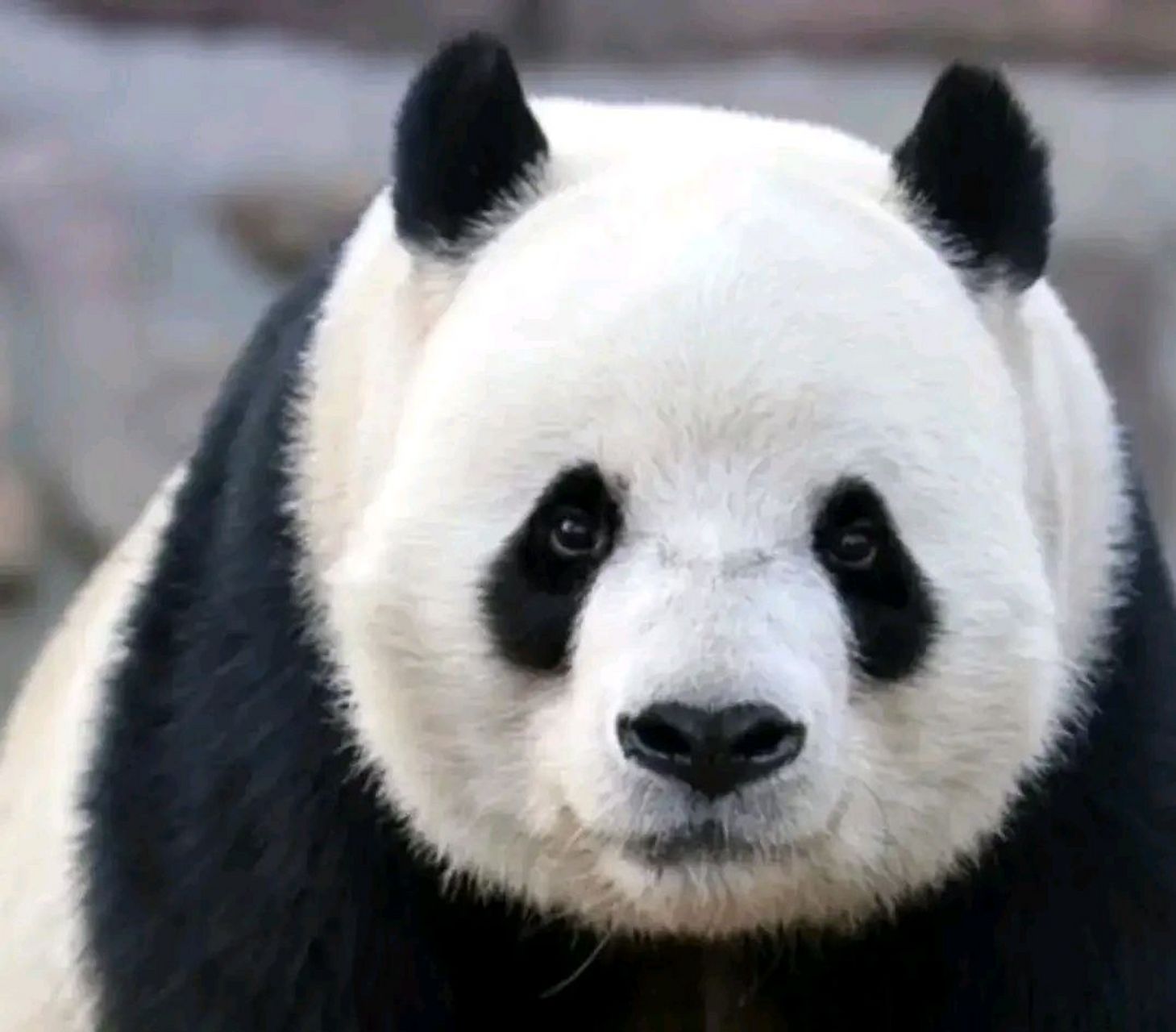 李奶爸还说,萌二比较憨,教他剥笋他也不会剥,急了就直接上嘴吃了,奶爸