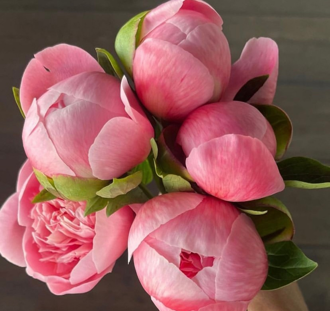 芍药中的爱马仕—蚀刻鲑鱼 676767