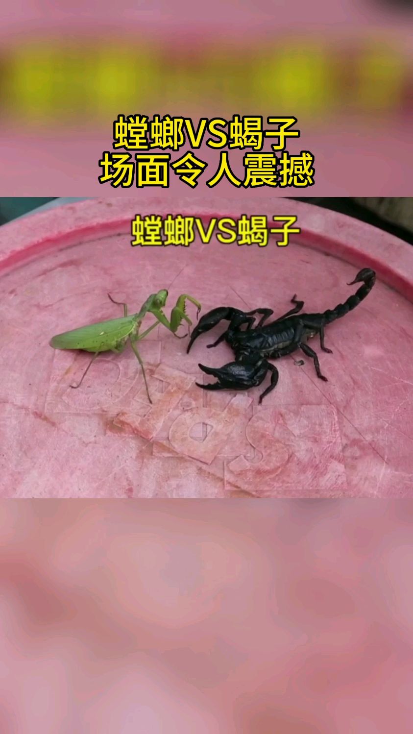 螳螂pk蝎子图片