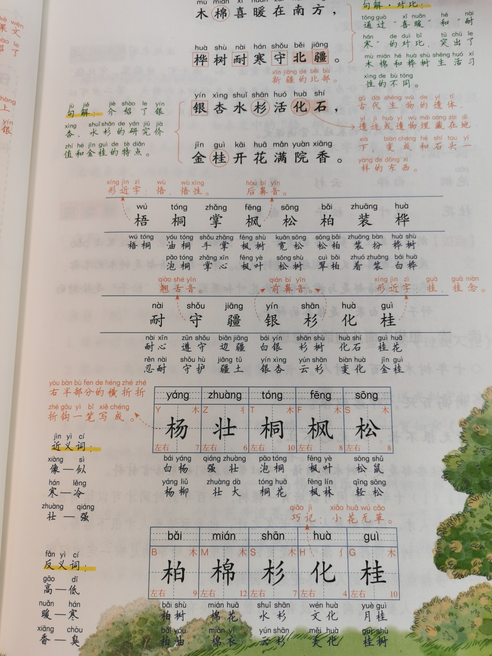二年级上册语文树之歌,课文同步详细讲解.