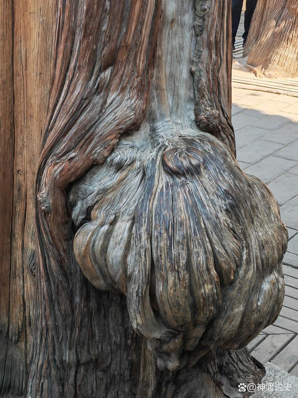 上千年的柏树,都会长有这种树瘤.