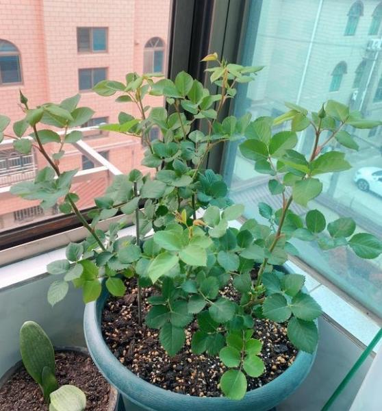 有机肥都是以氮肥为主,但促开花还是要用到磷钾肥的