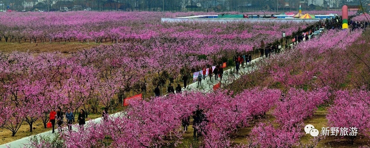 新野县新甸铺镇:立足"双色"发展 打造美丽乡村