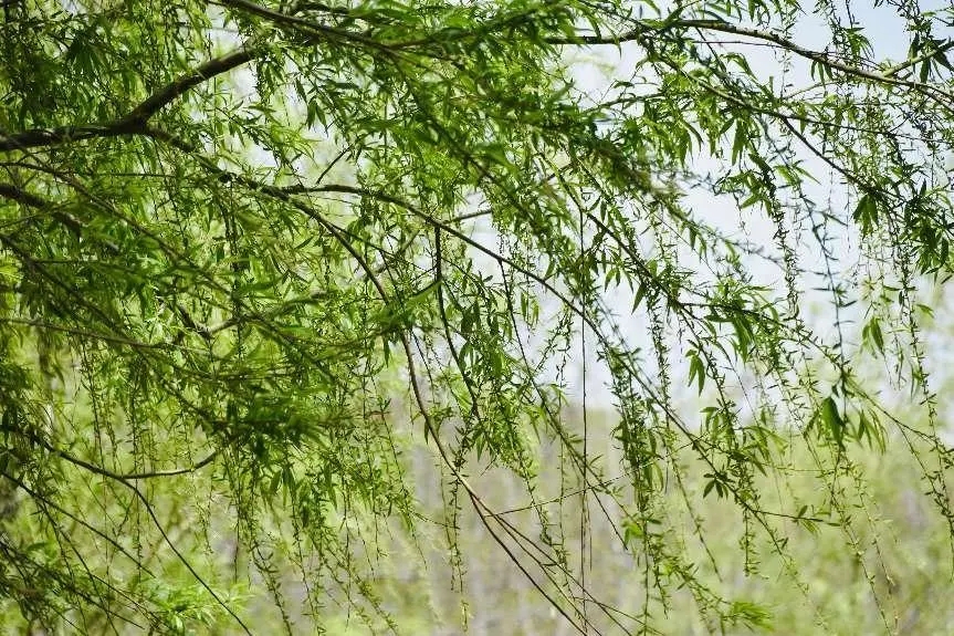 绿深山青谷雨来