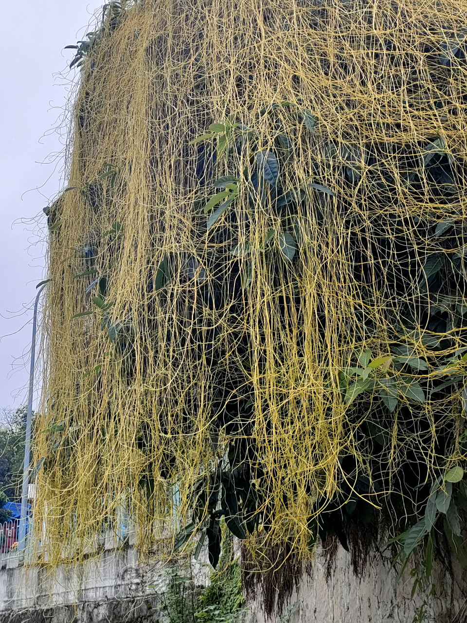 丝结千珠泪,藤铺百米墙. 挥毫涂巨画,泼墨恣华章.