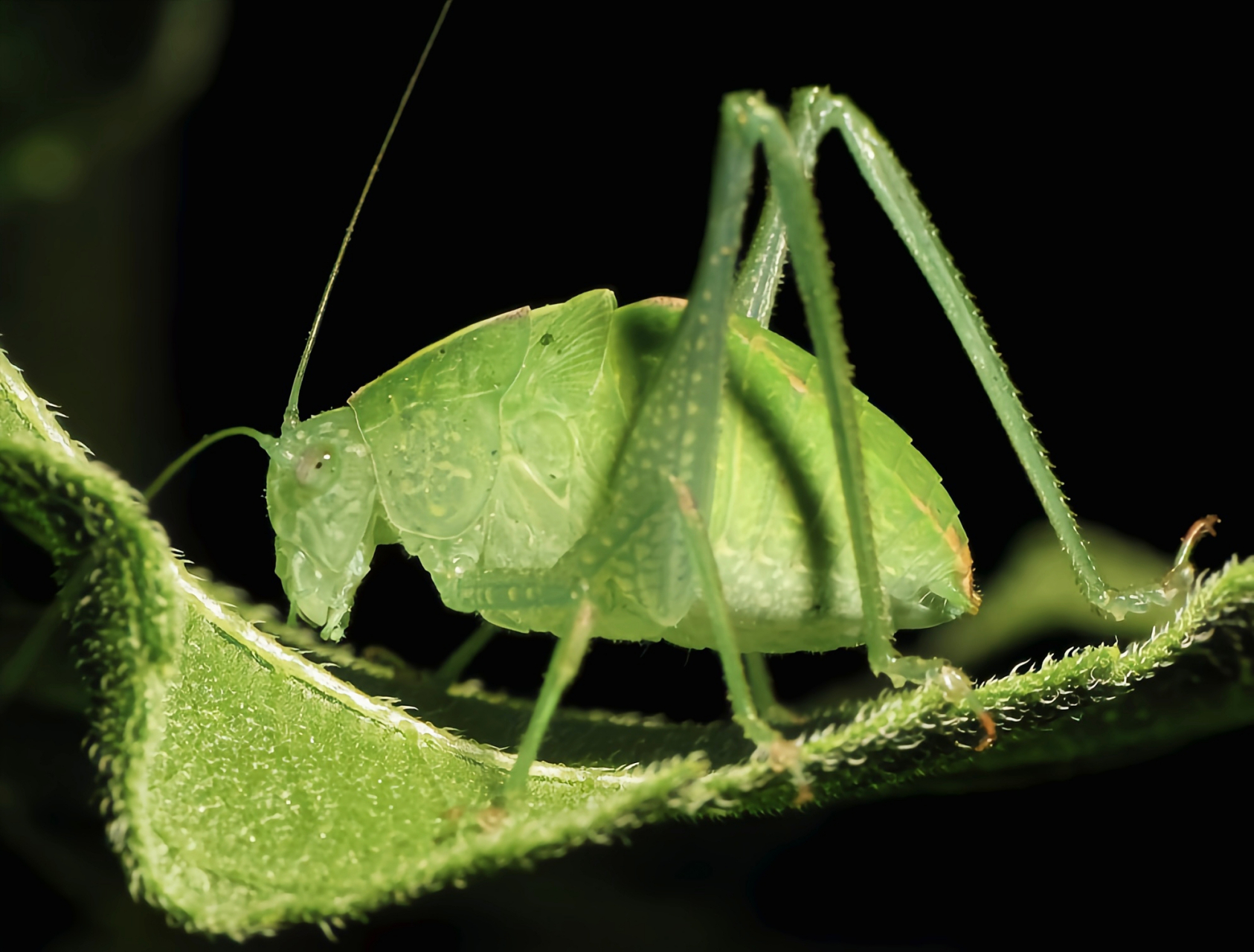 每天认识一种昆虫——纺织娘 纺织娘因鸣声像纺车的转动声而得名,栖息