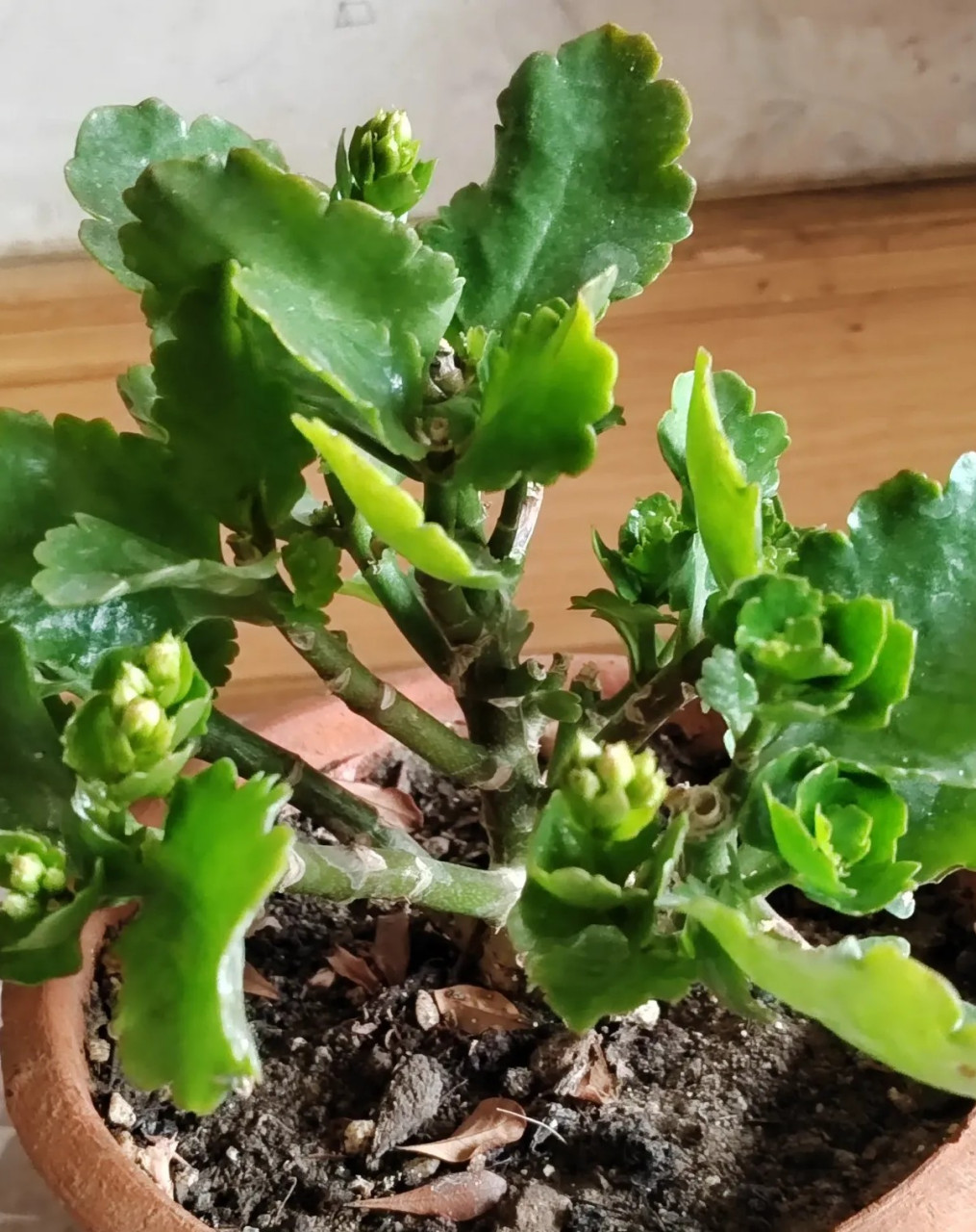 分享家乡四月的美景# 长寿花大鹏刚刚修剪了一个月,又长出了新芽