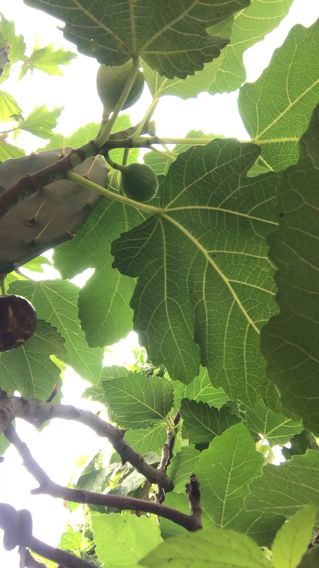 无花果学名ficuscaricalinn是桑科榕属植物落叶灌木或小乔木