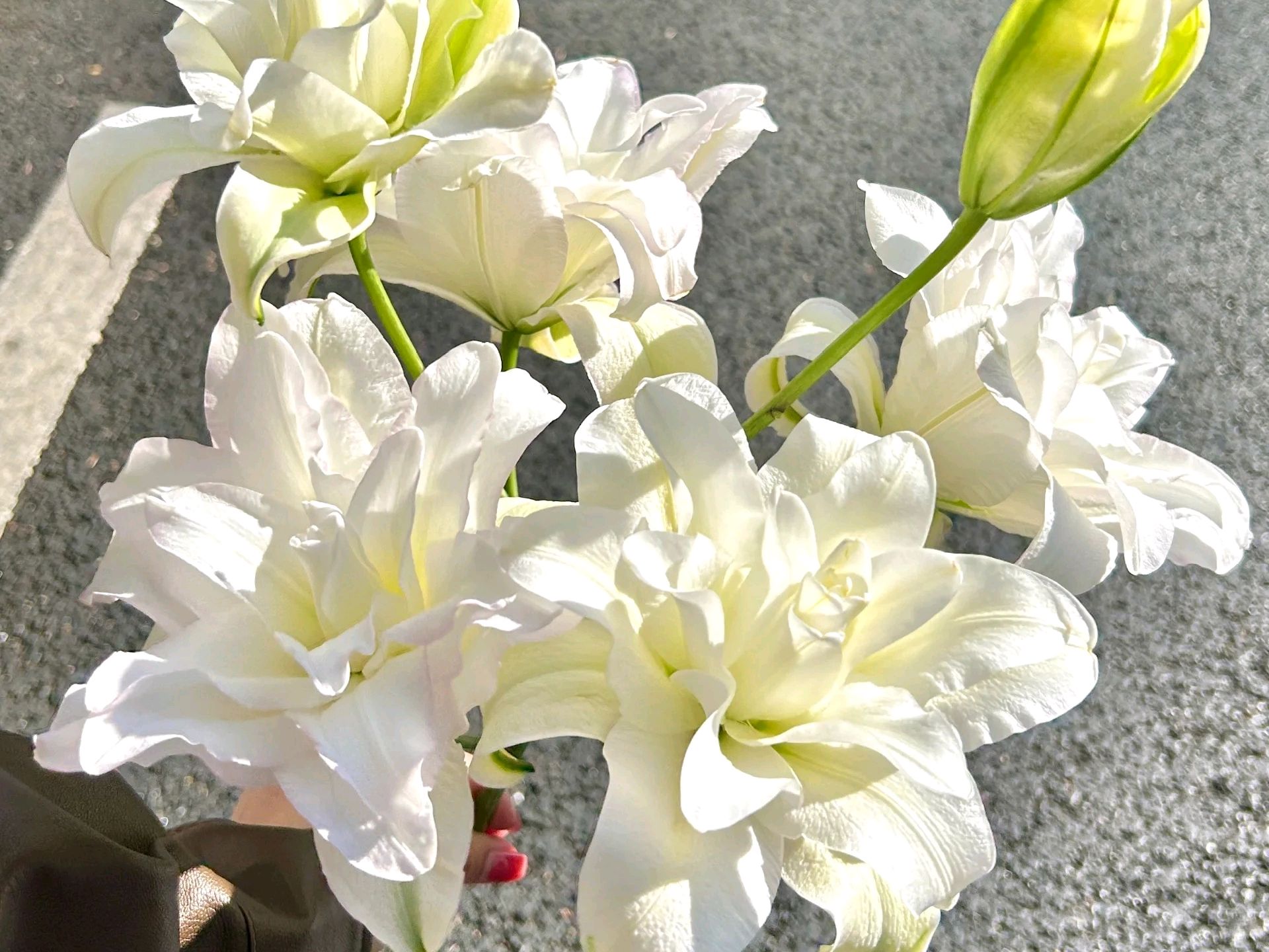 重瓣百合:芬芳四溢,让你的生活充满花香