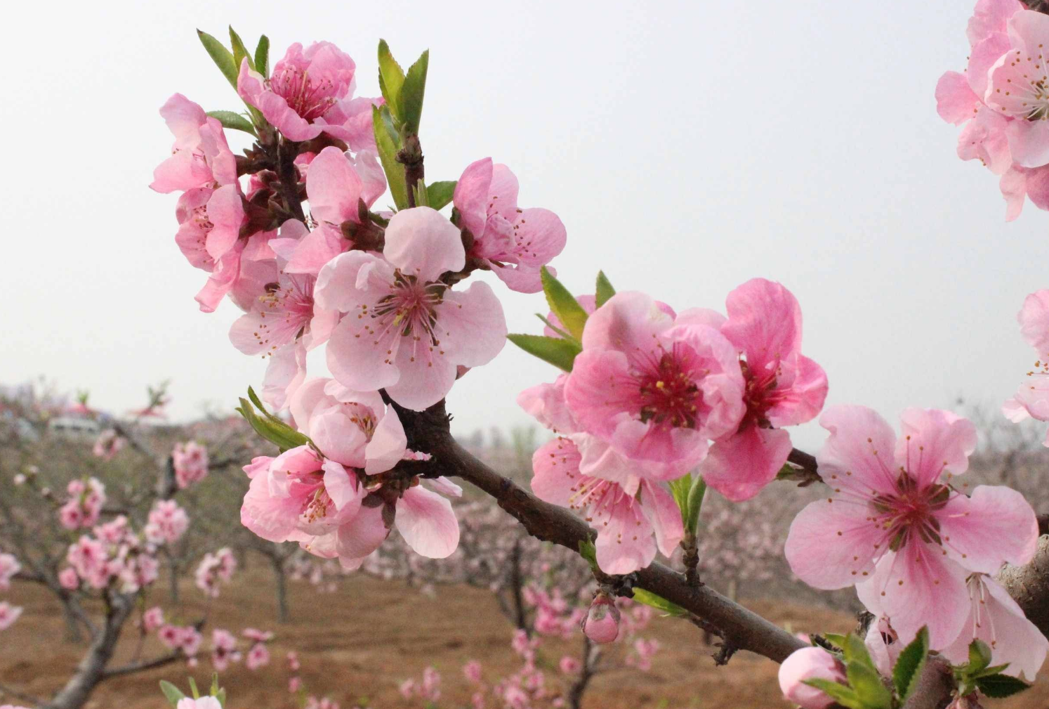 4月,漫步桃花雨,姻緣上上籤,4生肖收穫真愛,牽手今生所愛