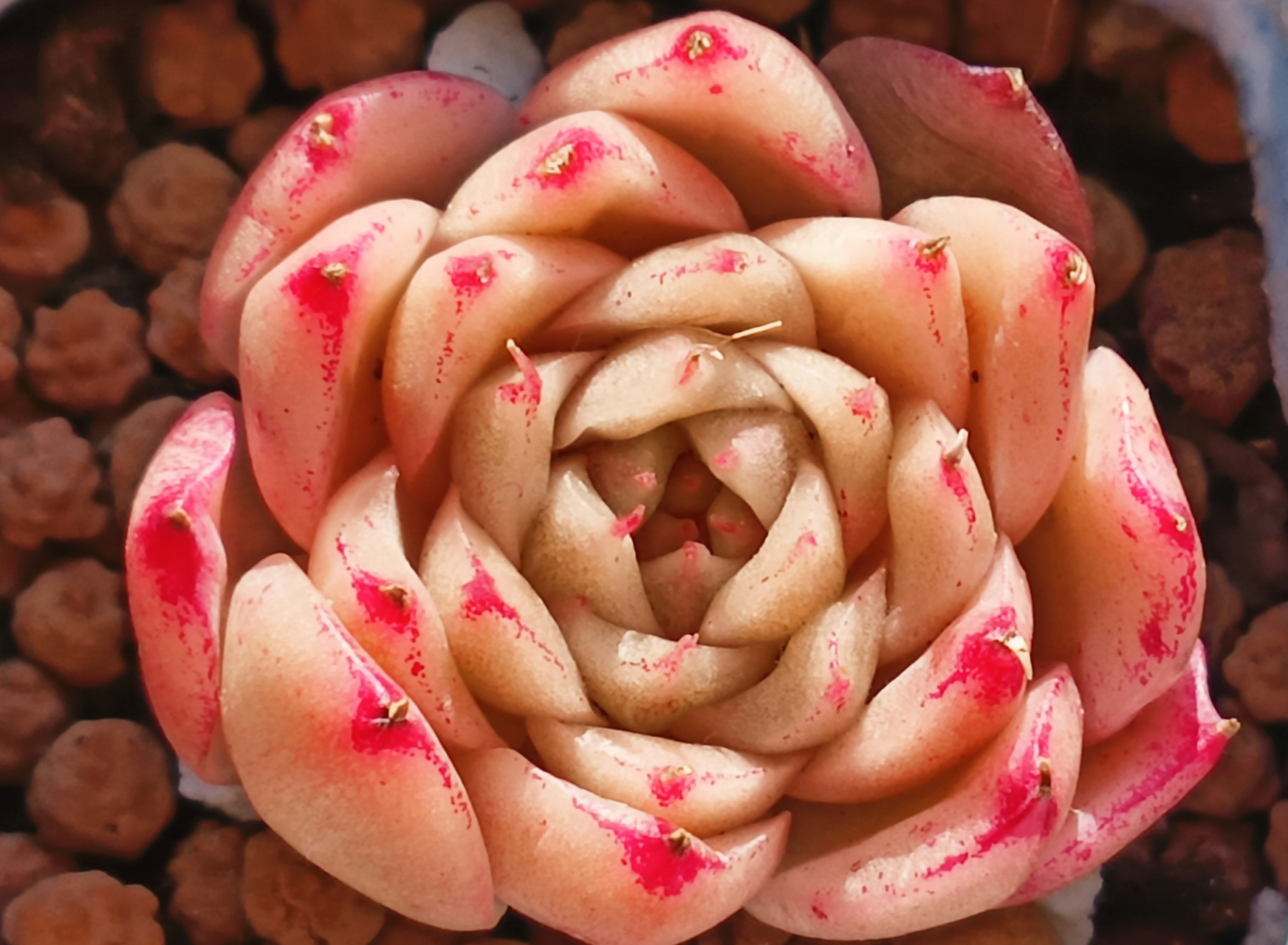 图一小浣熊,暗纹怪多肉,比较好养.