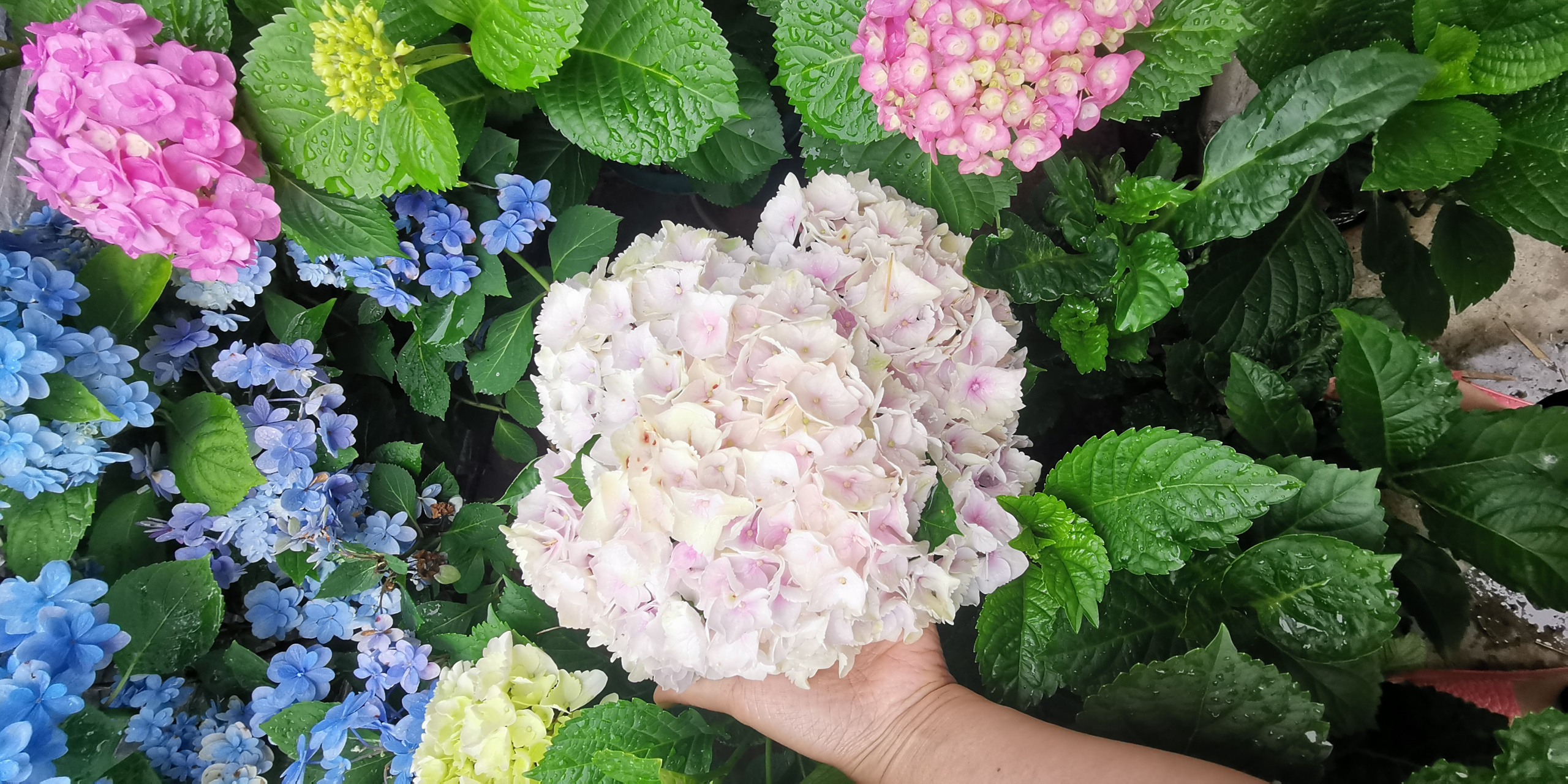 园艺# 绣球篇:品种名称魔幻海洋,花朵巨大,又是一款自带仙气的绣球花