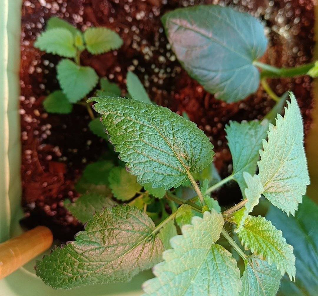 柠檬香蜂草"这样养",长到泛滥,比薄荷旺盛,芳香美观用途多