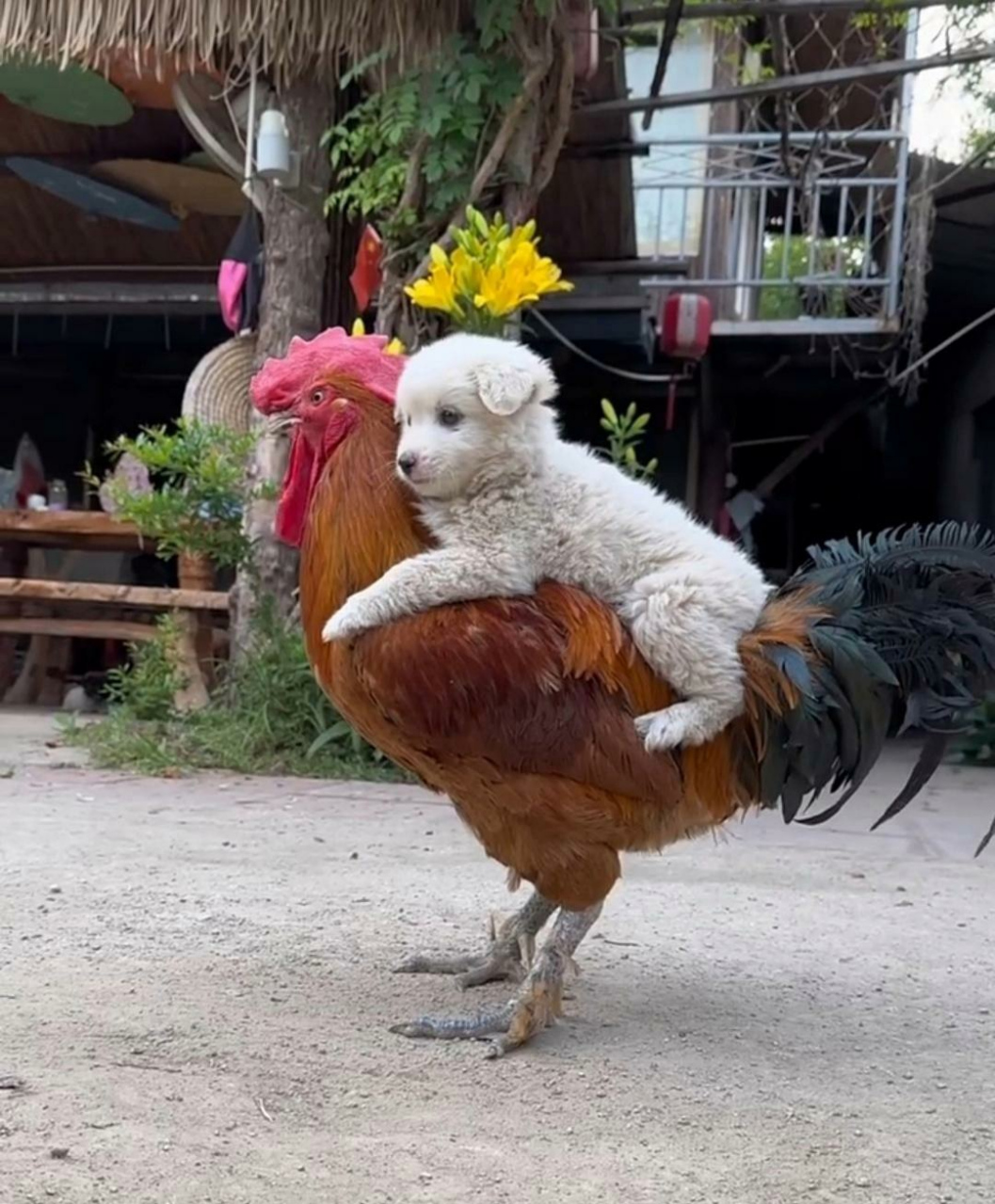 骑上我心爱的小毛驴赶集去喽