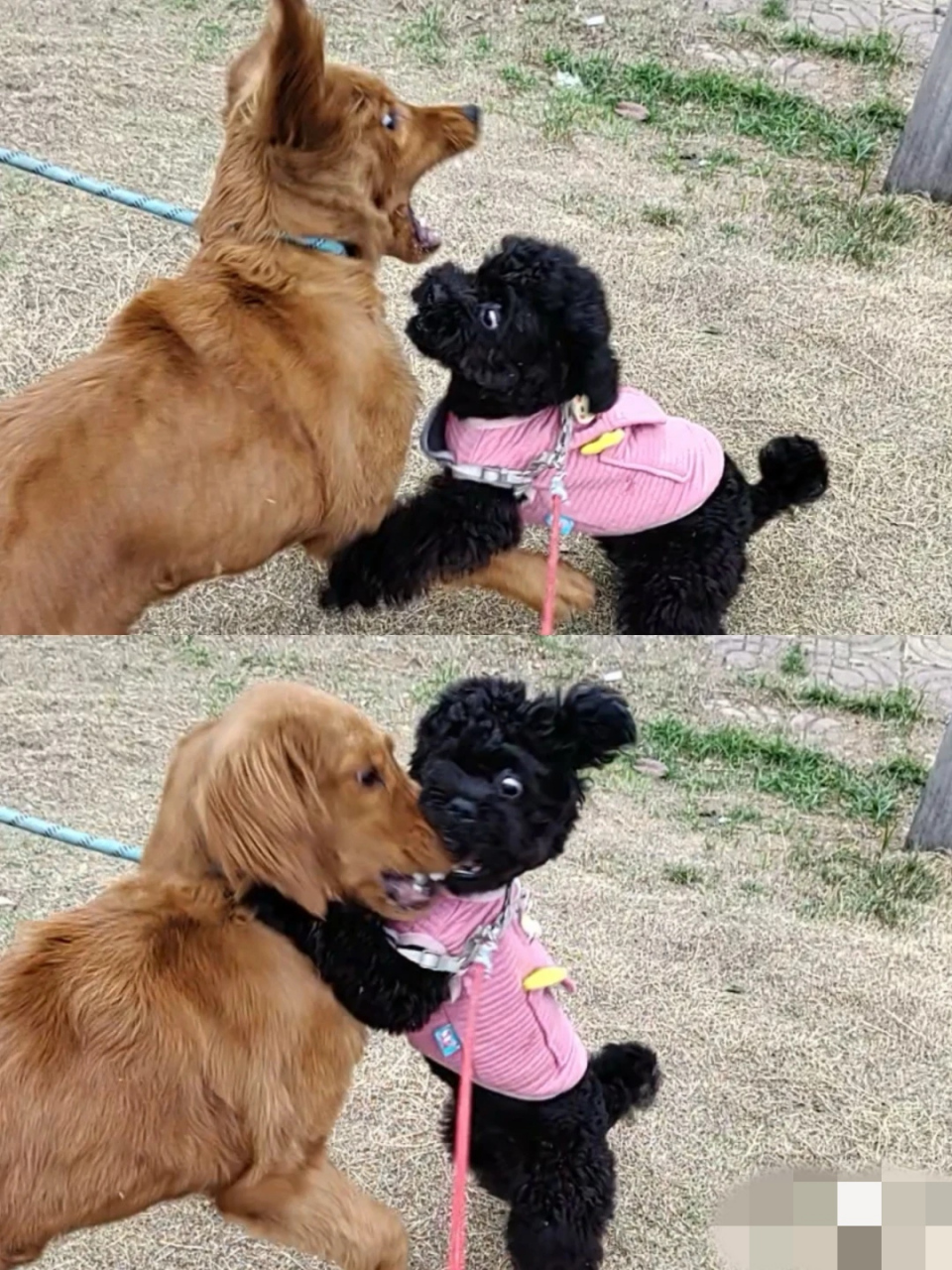 好朋狗见面,互相给对方大比兜