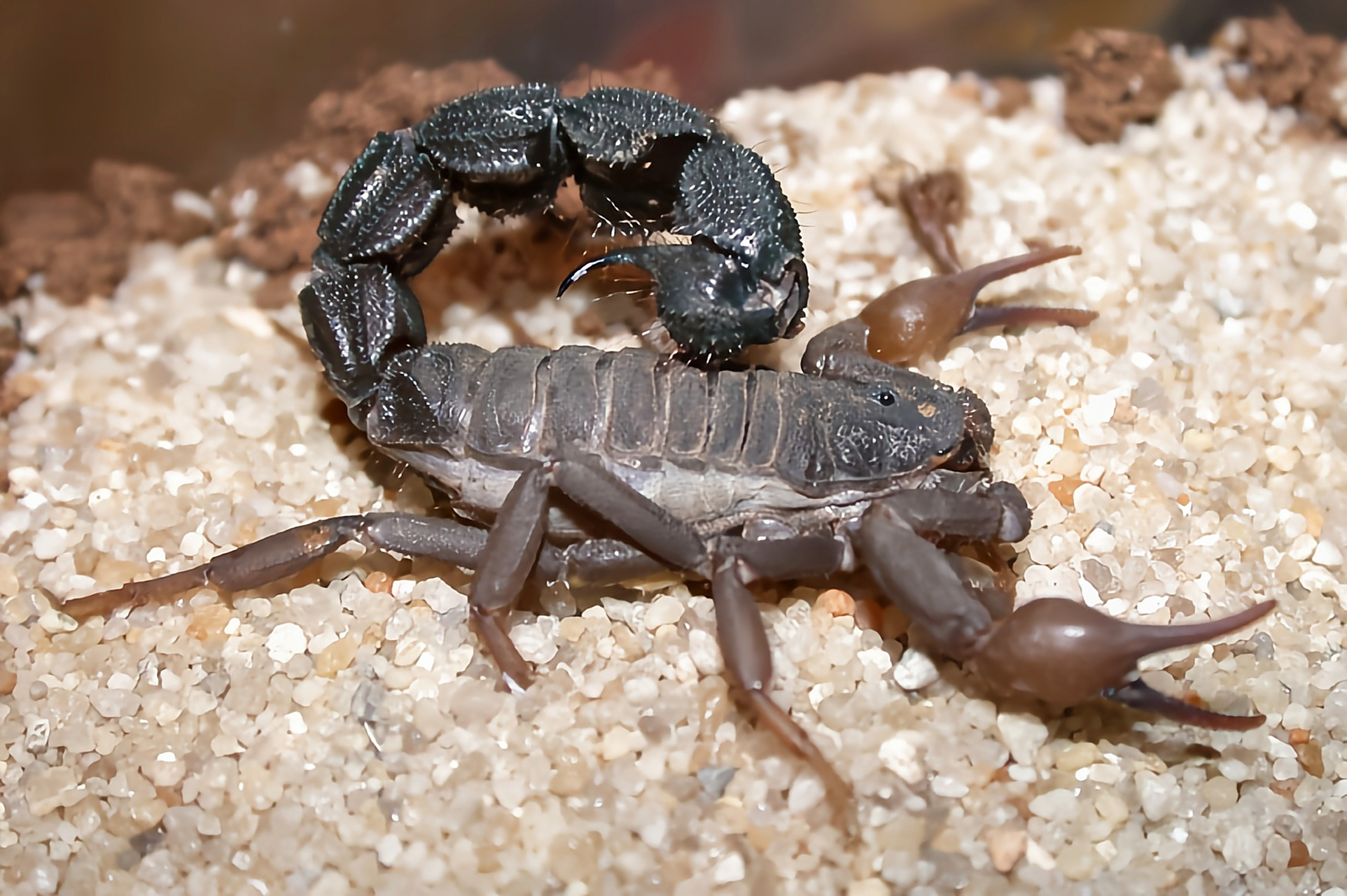 每天认识一种动物——黑粗尾蝎 黑粗尾蝎别名南非黑粗尾蝎,德兰士瓦省