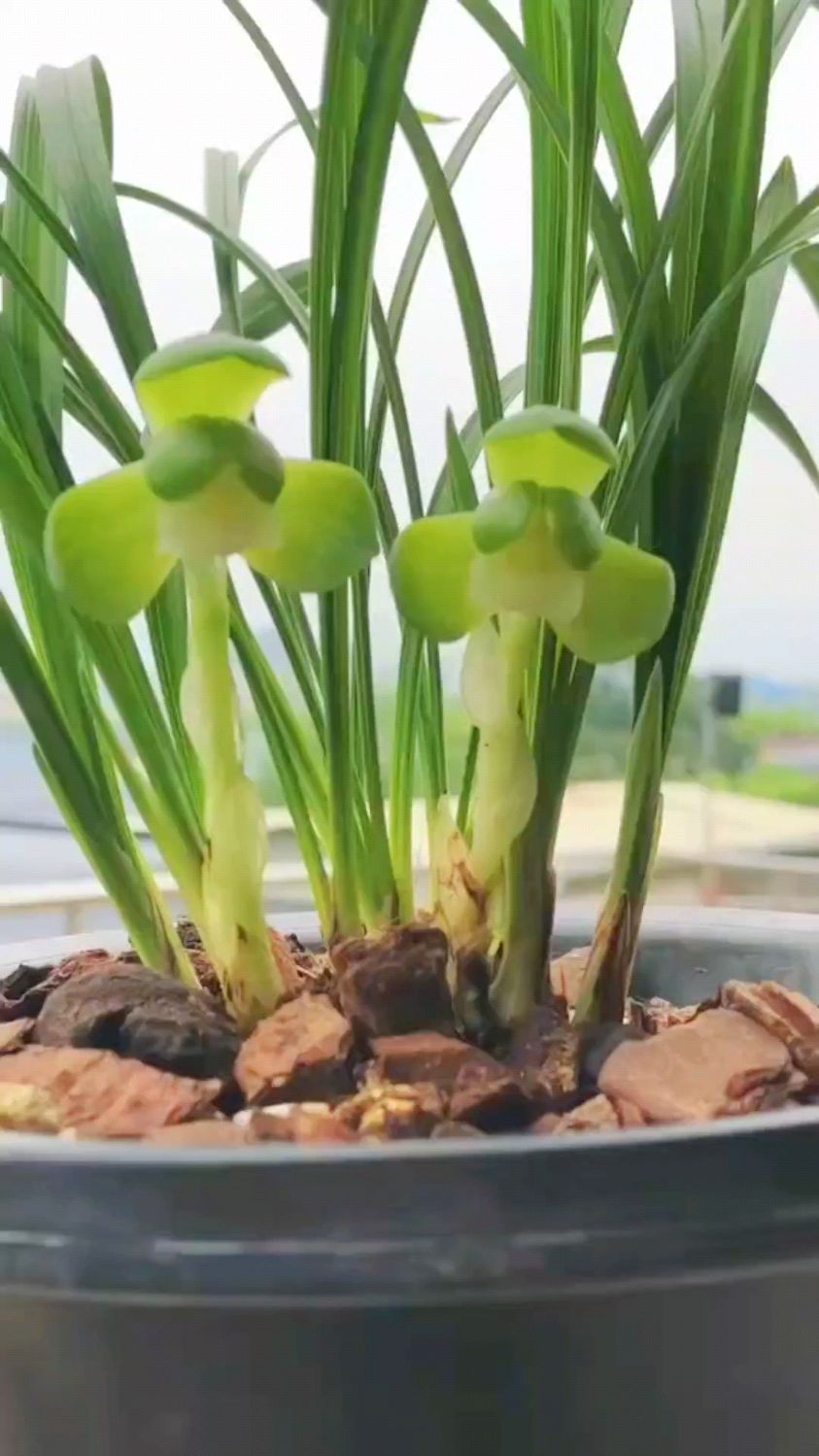 春兰老品种一休,开的太漂亮了