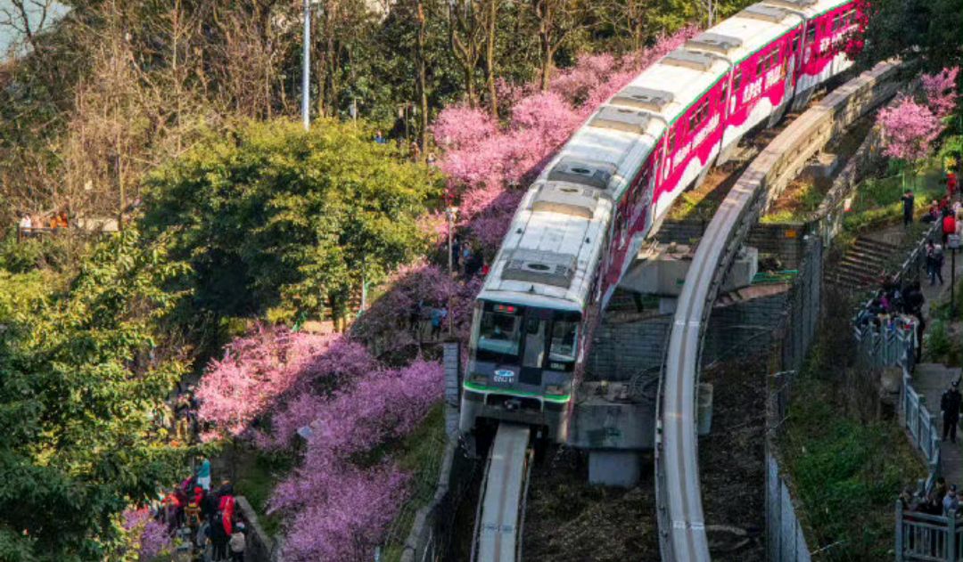 春意盎然!重慶佛圖關公園內的美人梅花開滿園,遊客:春天到了!