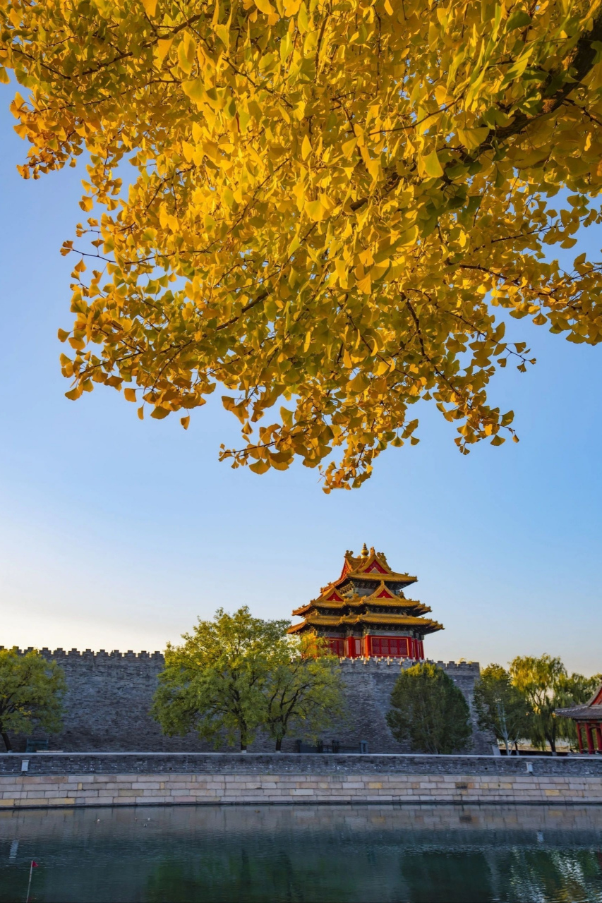 美丽中国行:深秋的北京故宫,抬头天蓝远阔,银杏金黄,低头清水粼粼