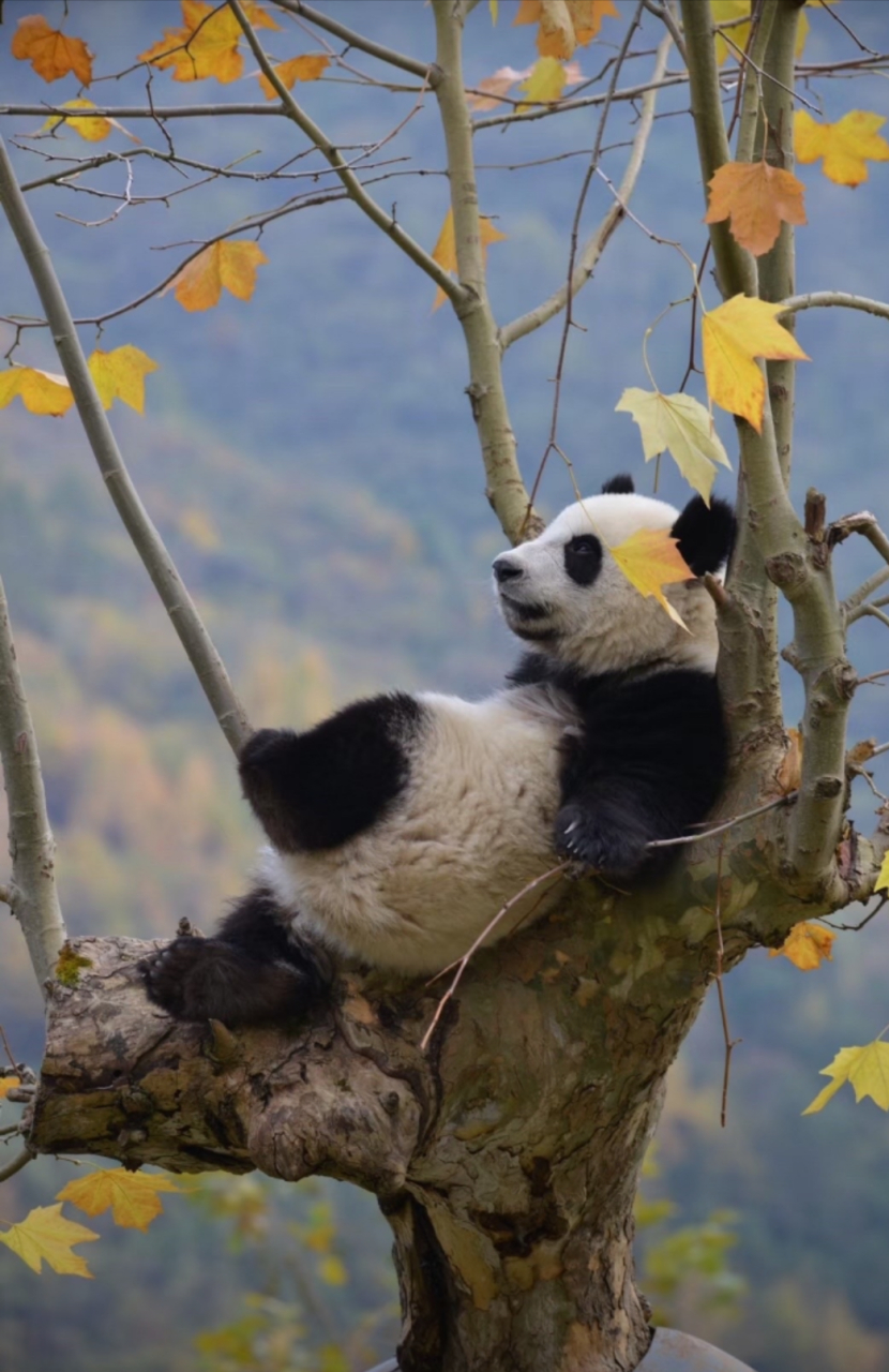 熊猫在树上很火的图片图片