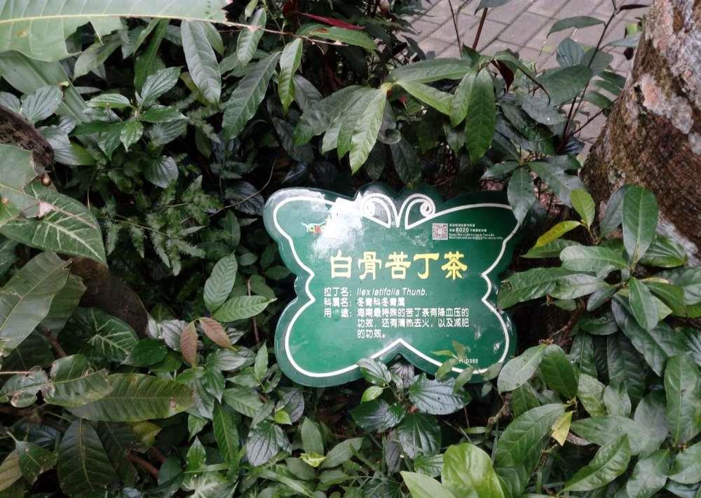 白骨苦丁茶功效显著,但是这几类人饮用要慎重