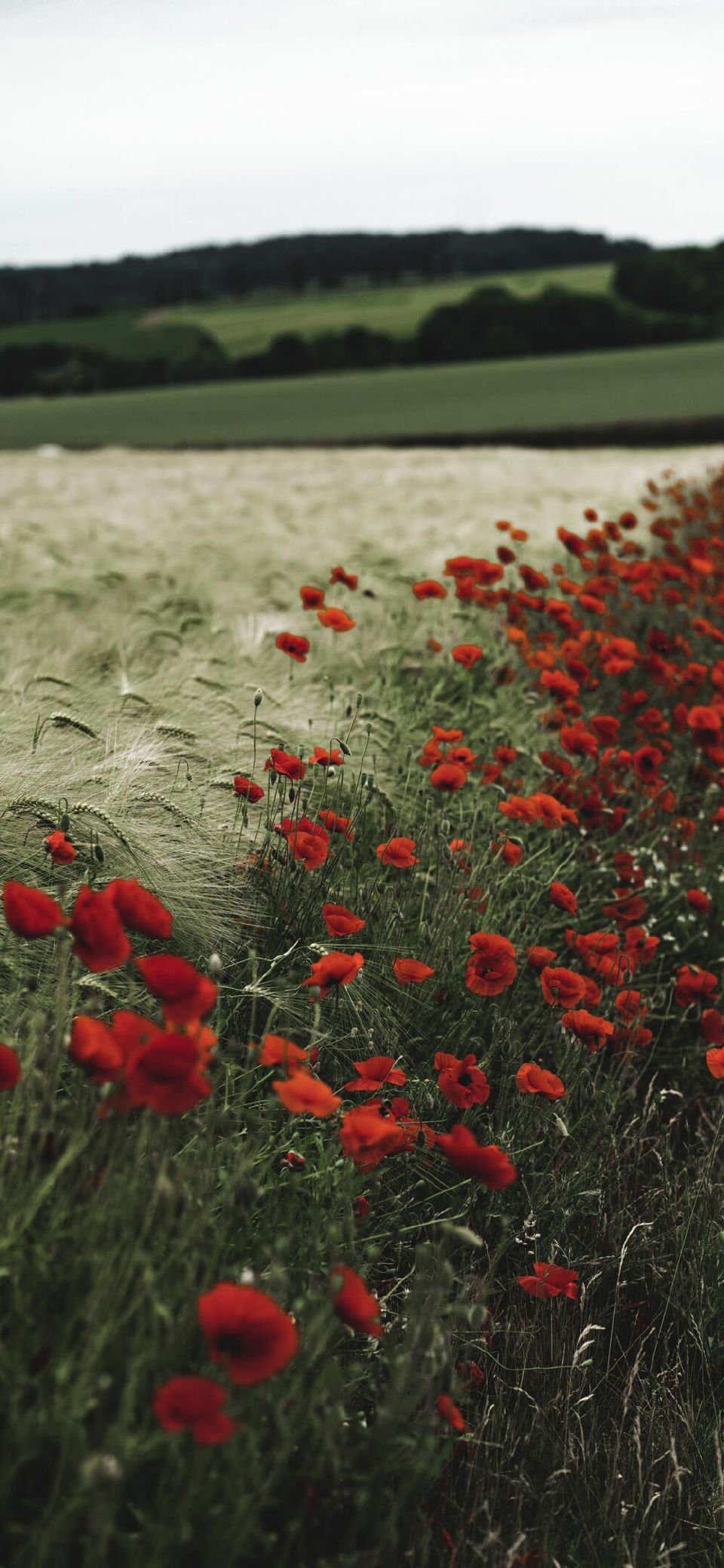 杂图|全屏手机壁纸