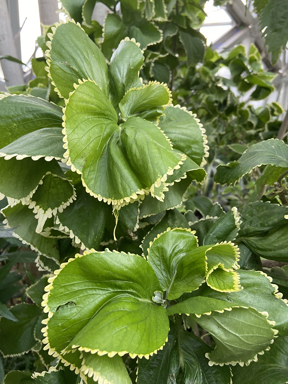 银边红桑 我匆匆忙忙走过时,看到了这一株植物,好特别!