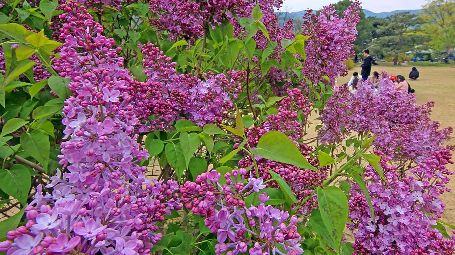 丁香的药用价值