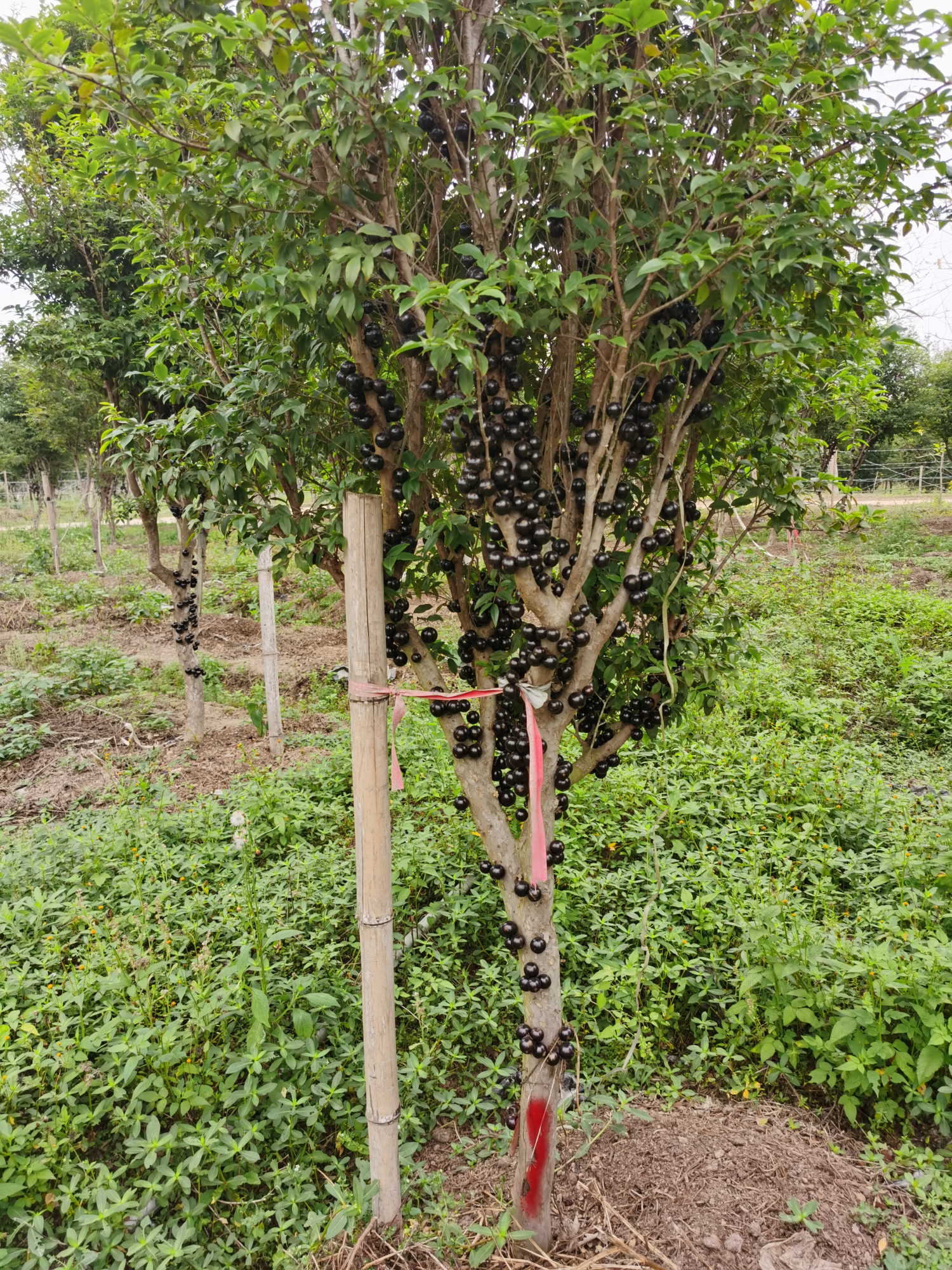 漳浦葡萄树园 - 热门商品专区