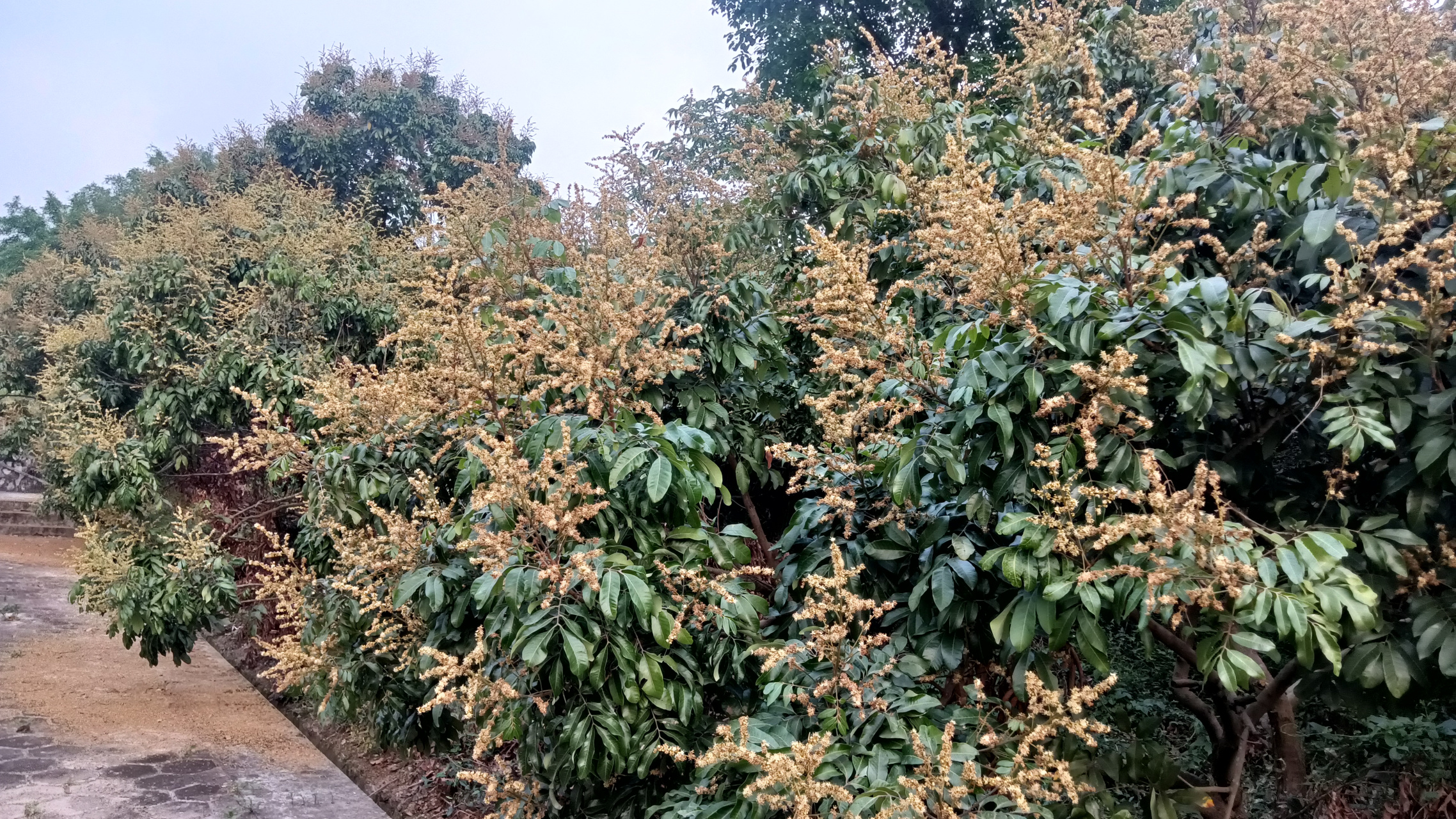广州万里碧道上荔枝花谢龙眼花盛开.与你赏花赏月赏荔枝