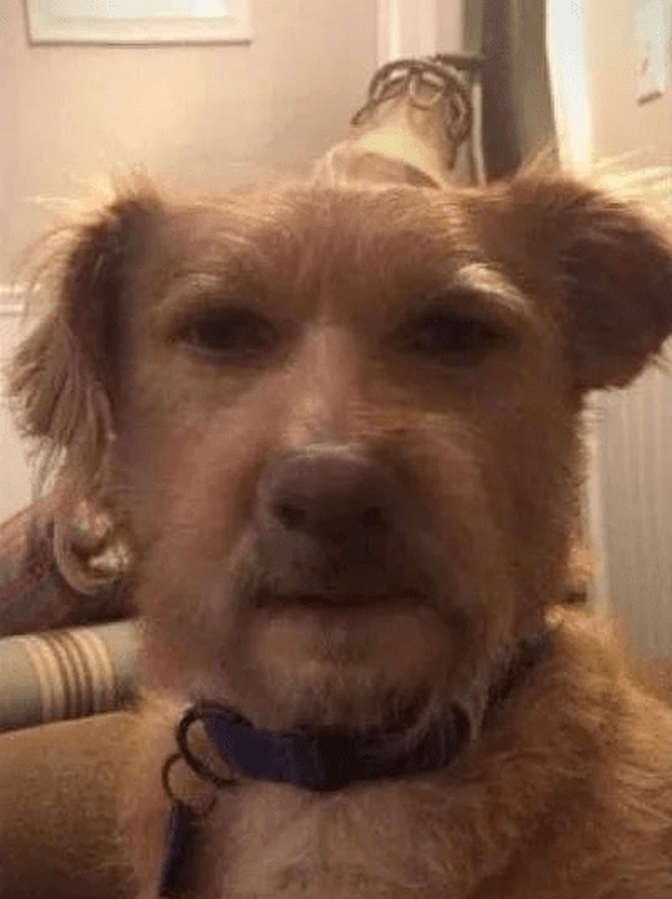 这个是狗像人呢,还是人像狗呢,一脸懵逼