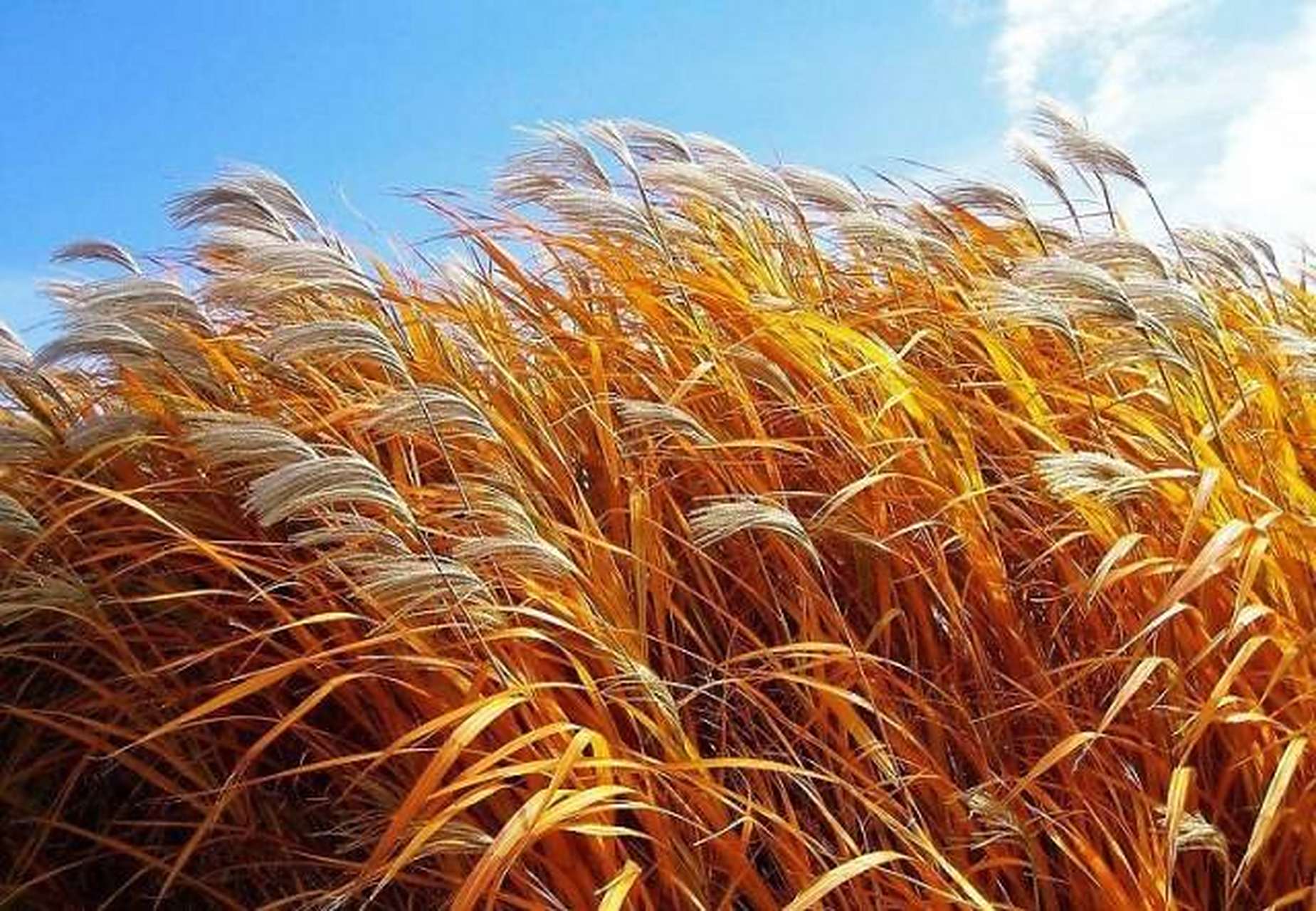 秋天的芦苇荡美景,  是一幅富有诗意的画卷.