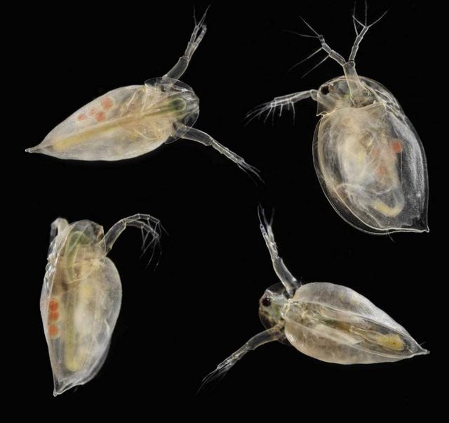 水蚤的自然生成方法,可以分为室外培养法和室内培养法
