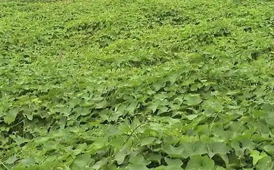 龙须菜是什么菜?
