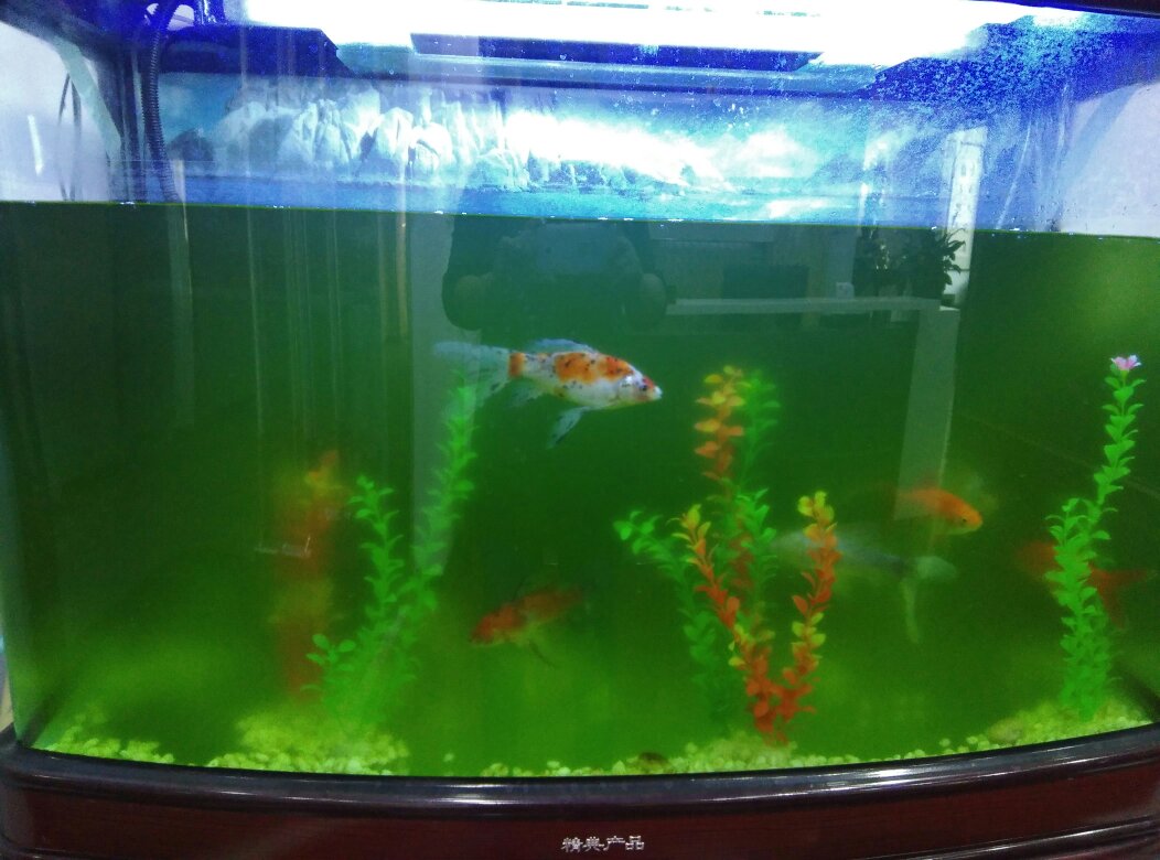 鱼缸水发绿是什么原因怎么解决