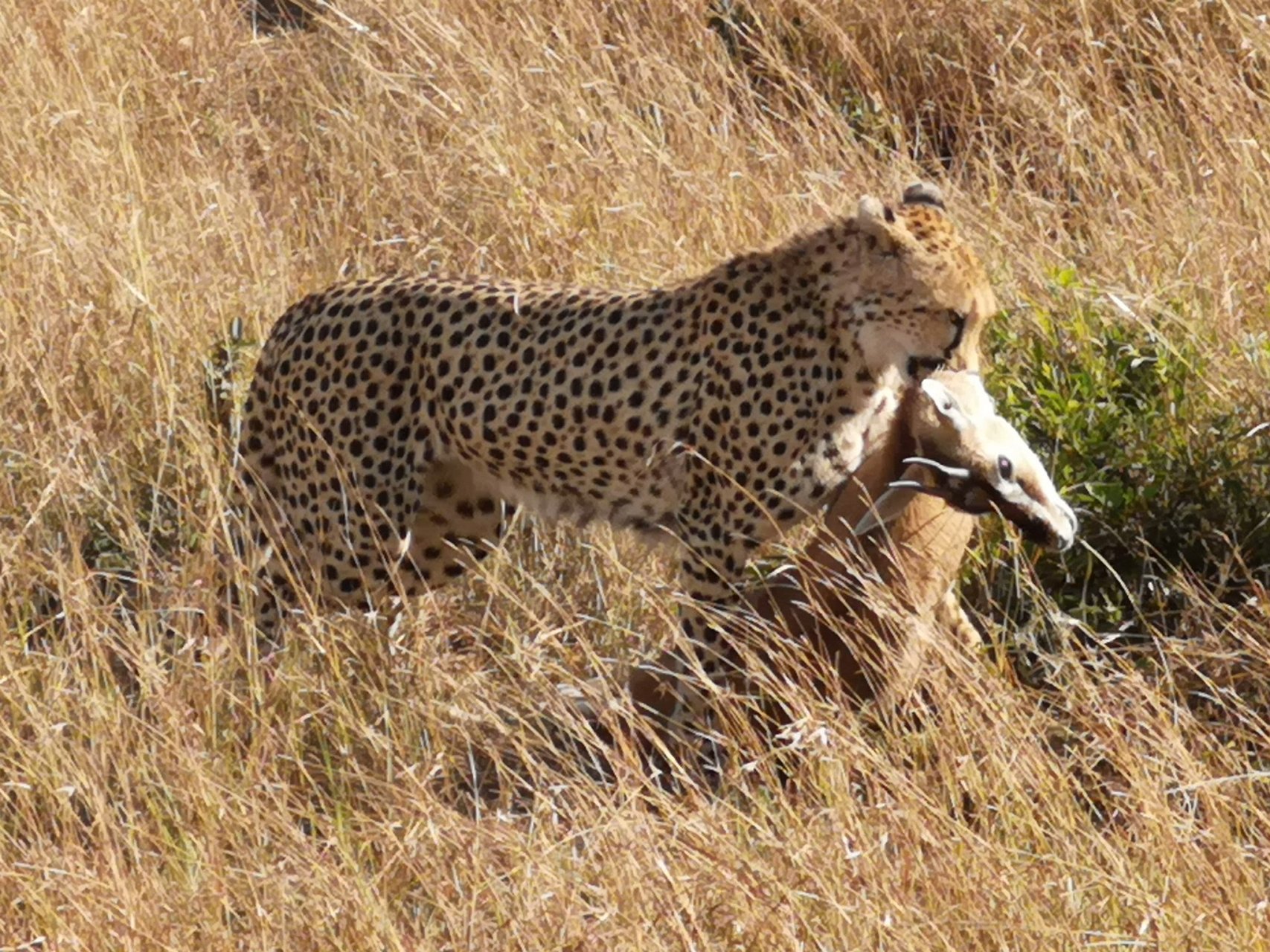 猎豹捕猎#动物# #猎豹