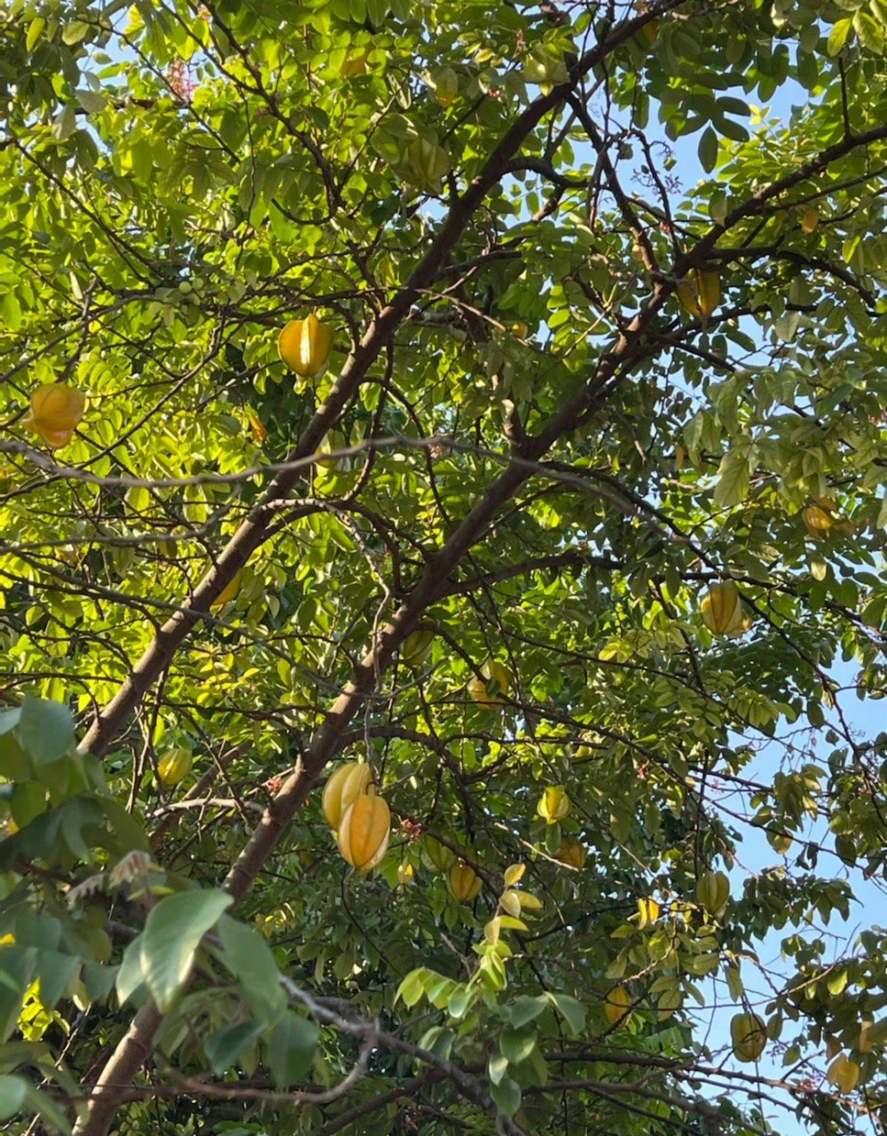 我们附近的野杨桃树上的杨桃熟透了,一些被小鸟吃掉了,有些熟透的掉到