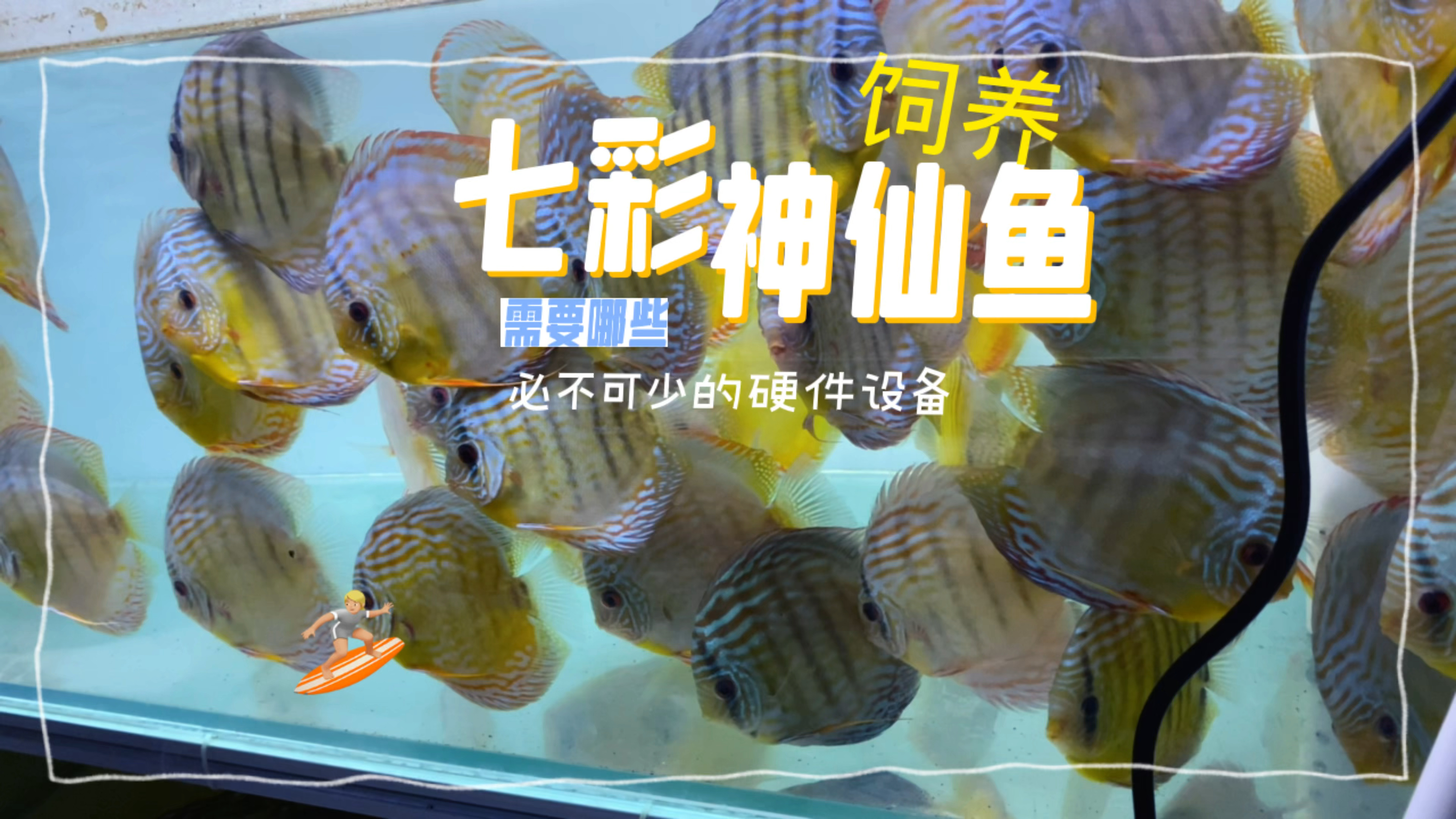 饲养七彩神仙鱼都有哪些必须的硬件设备呢,小胖不才认为有这七类
