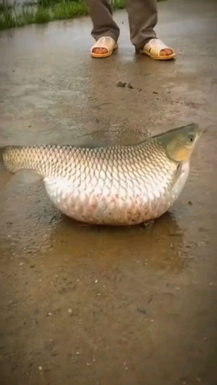 这鱼是充气了吗?真想把它气门芯拔了