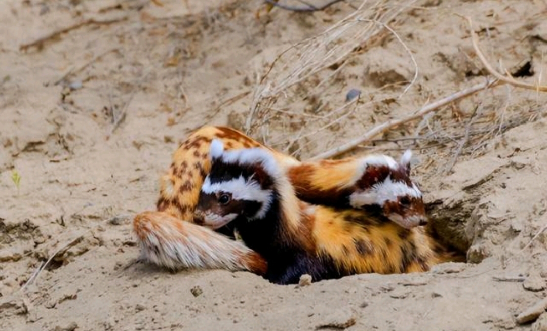 老鼠的天敌出现了一夜消灭几十窝老鼠