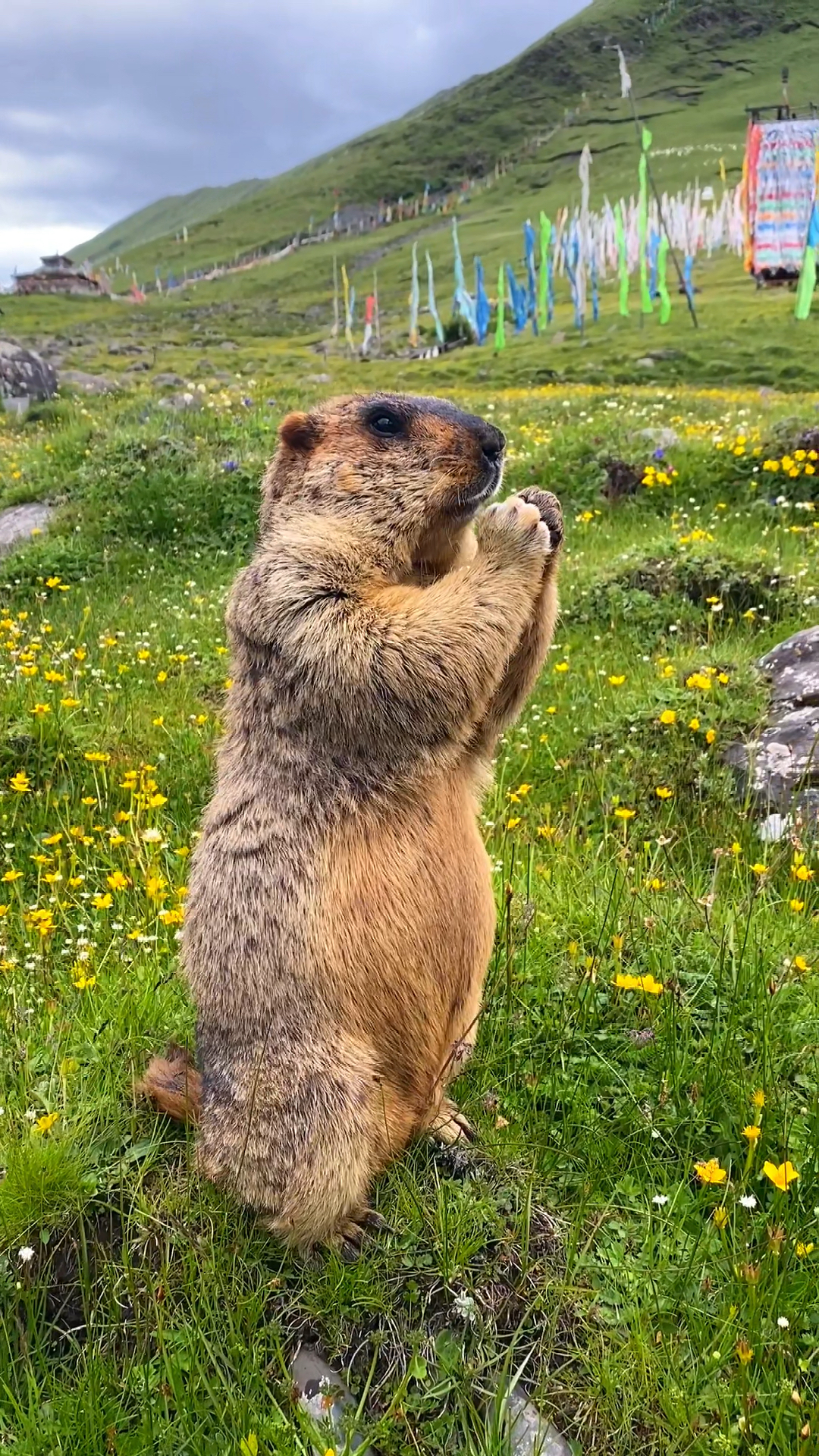 穿越峡谷森林来到四川甘孜丹巴县莫斯卡村这里的土拨鼠真的不怕人