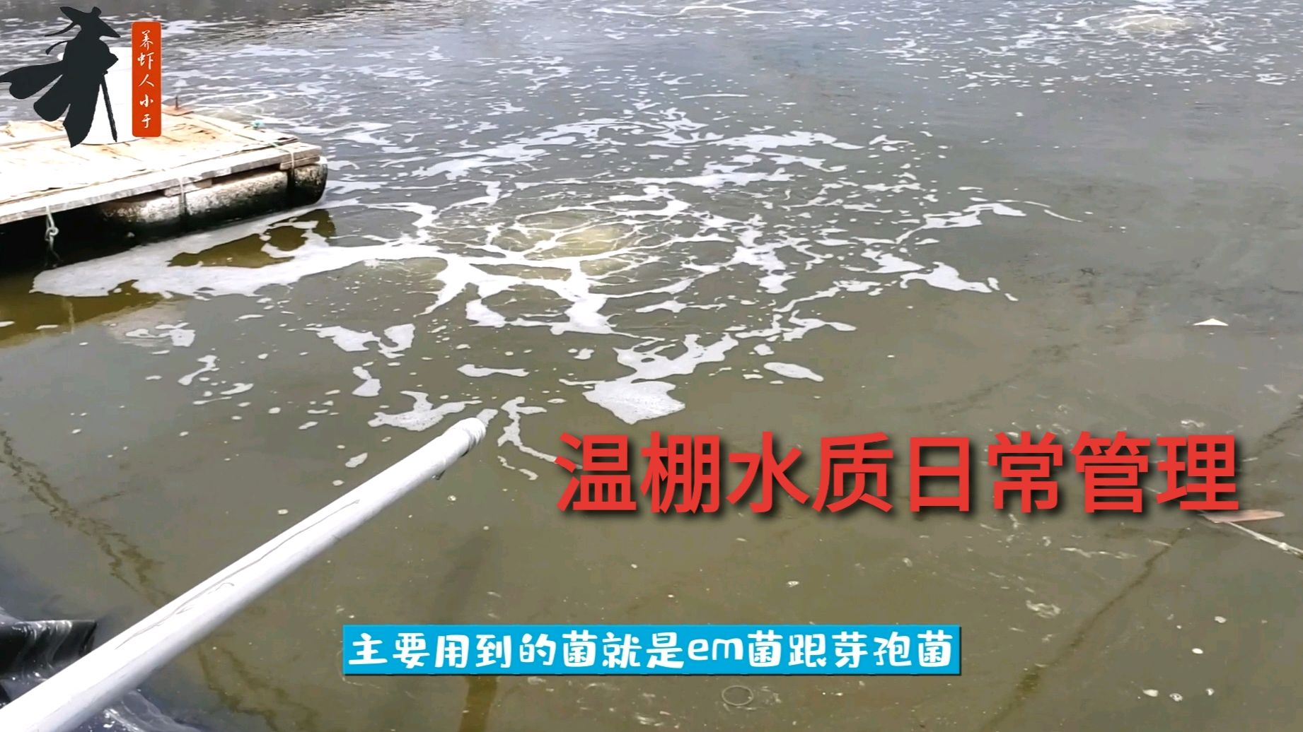 南美白对虾大棚养殖模式,水质日常如何管理?