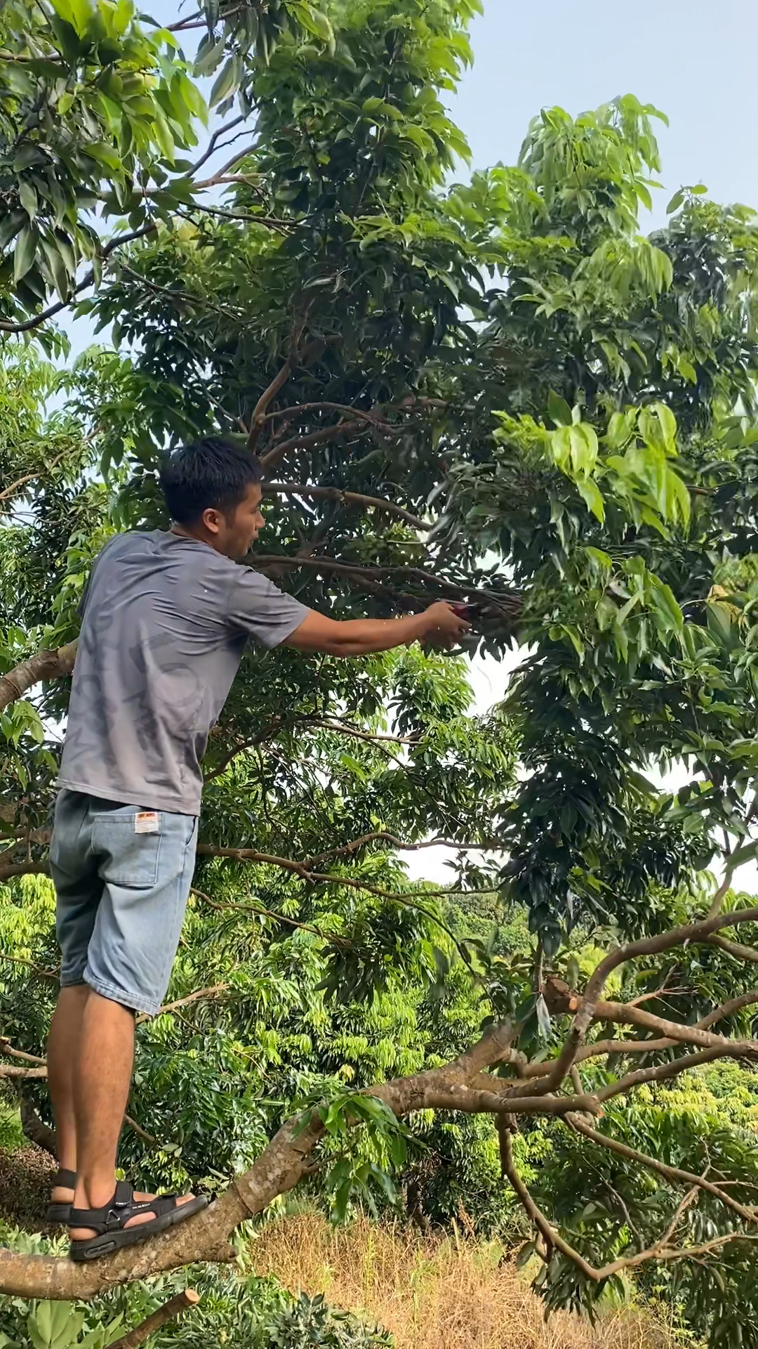 果樹植保技術經驗 荔枝修枝方法-度小視