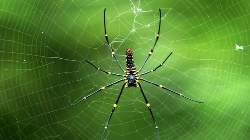 一只蜘蛛一生能织几张网