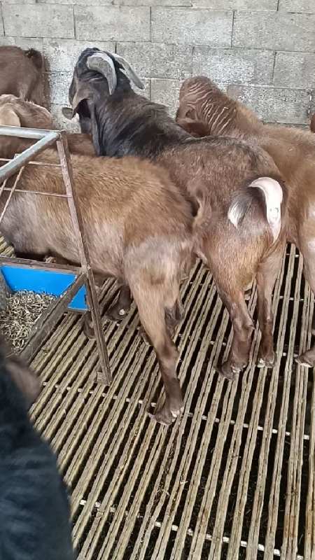 黄金山羊种公羊,秃头的,戴角的都有-度小视