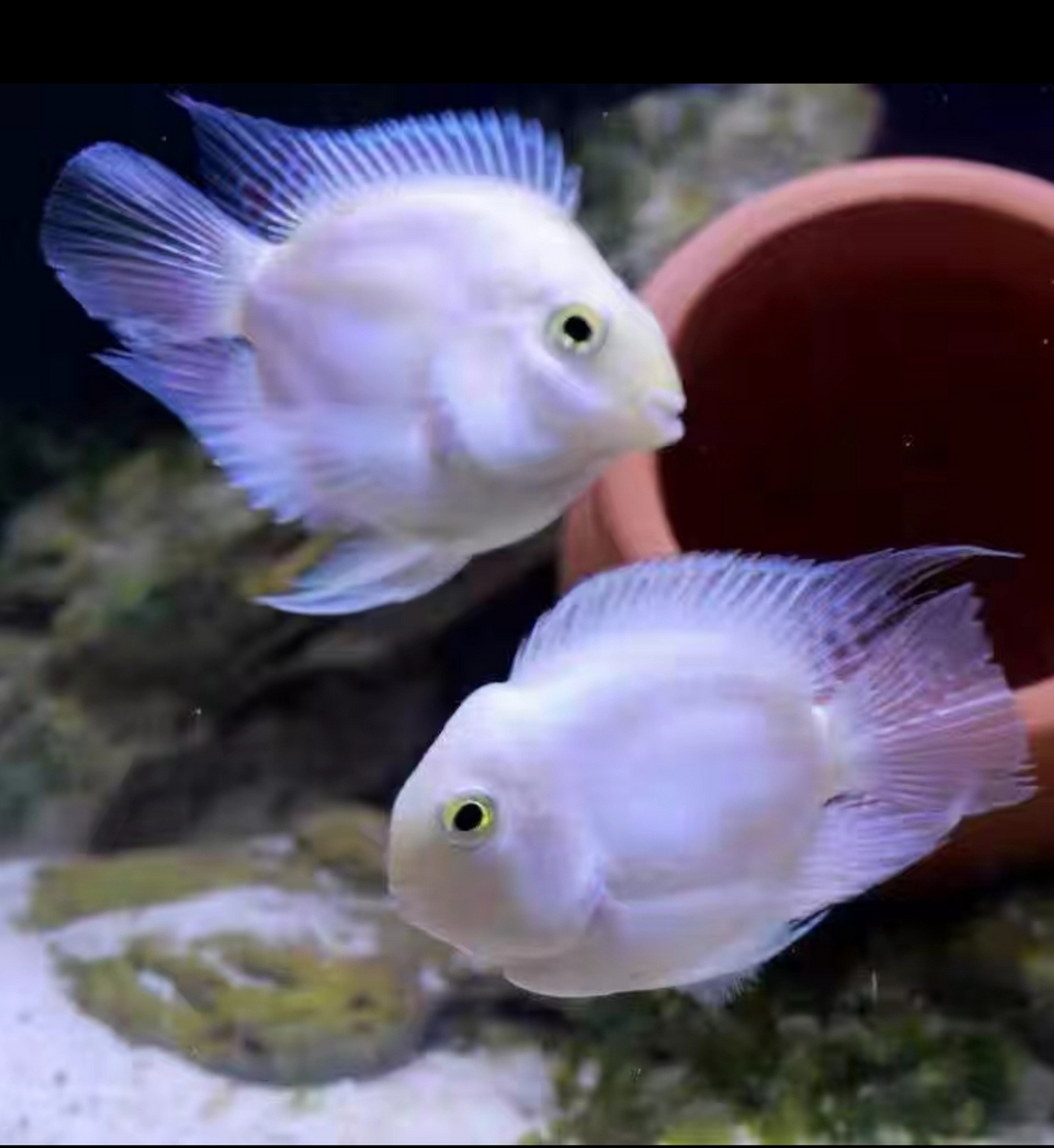 我家有两个鱼缸,养了两个品种的热带鱼.