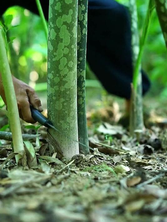 背着90多斤的魔芋杆,传统手工煮熟开丝晒6天得一斤多菜干